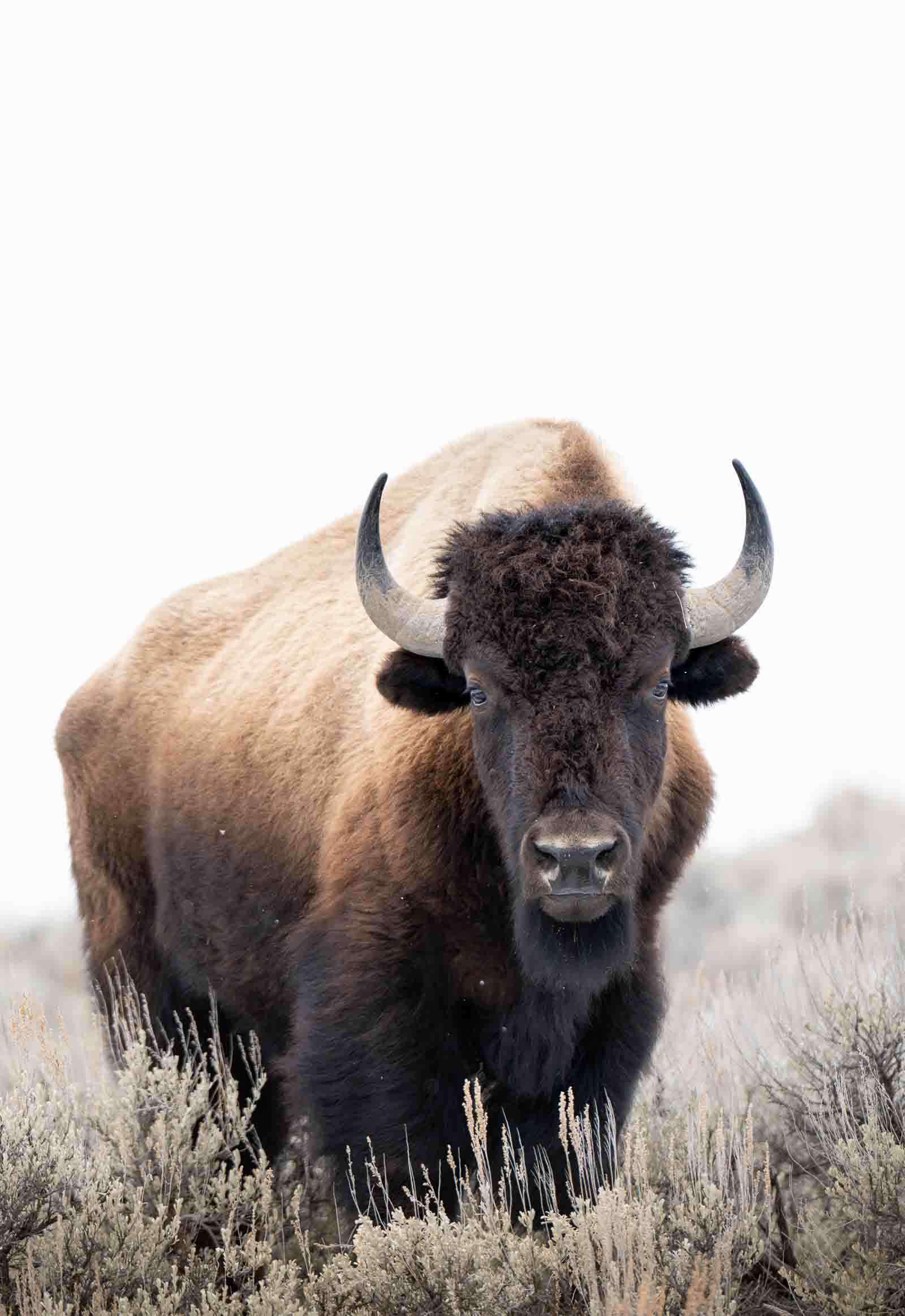 Bison in Yellowstone