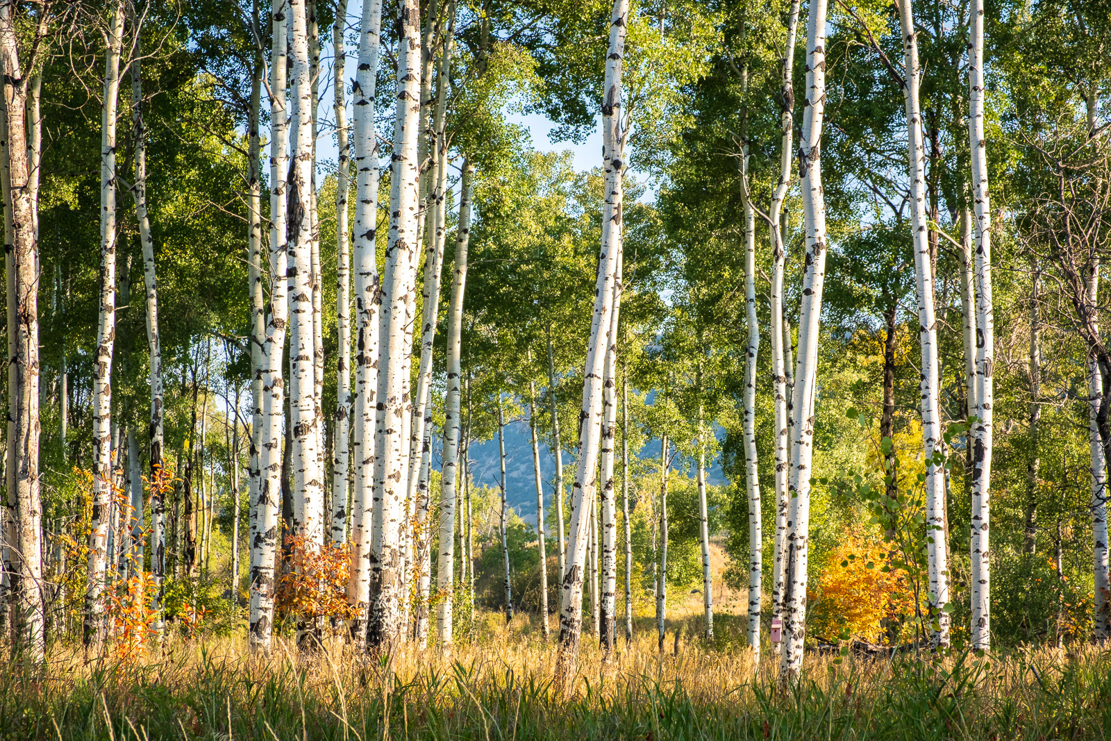 Aspens along the Boulder River