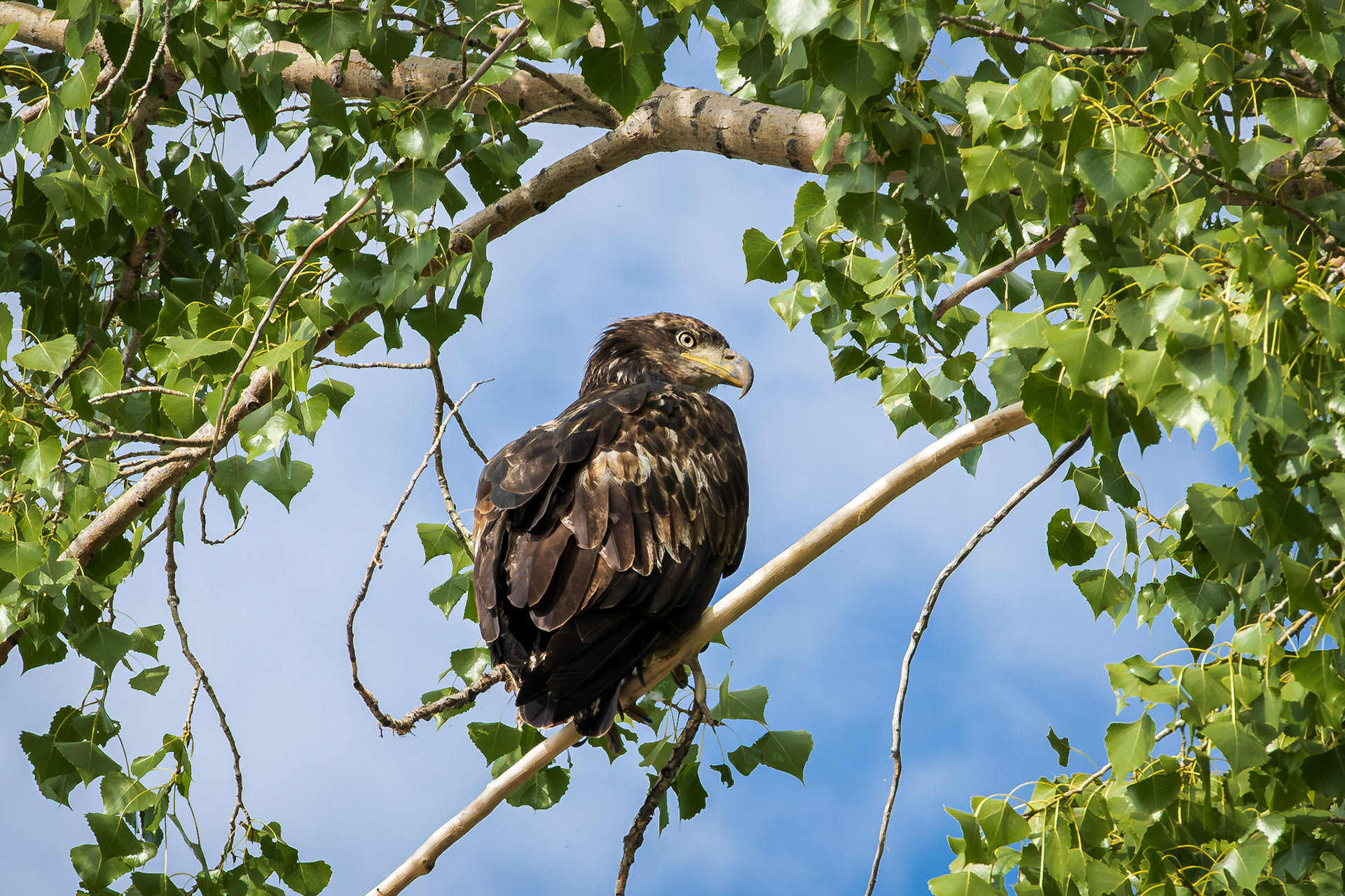 Juvenile Bald Eagle