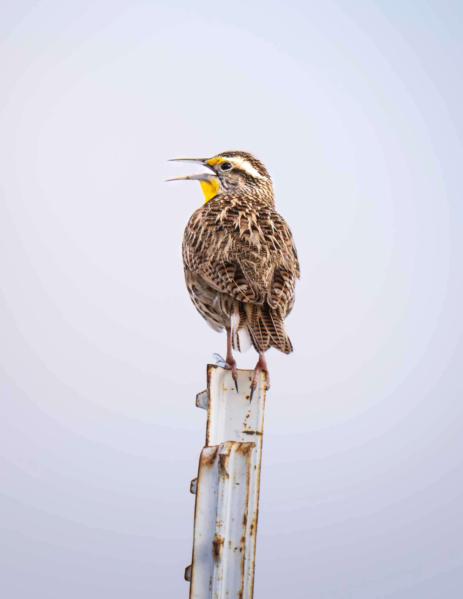 Western Meadowlark
