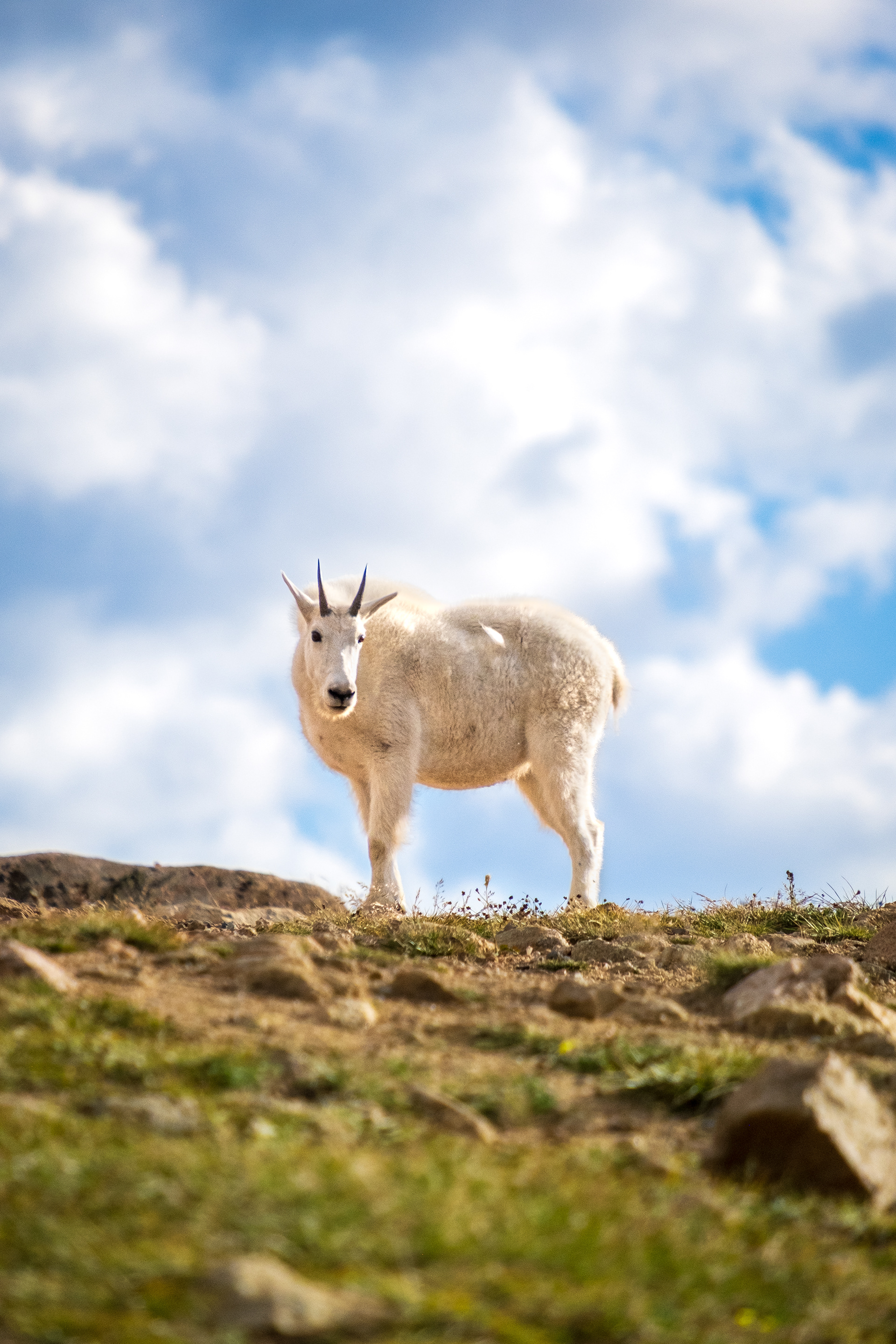Beartooth Mountain Goat