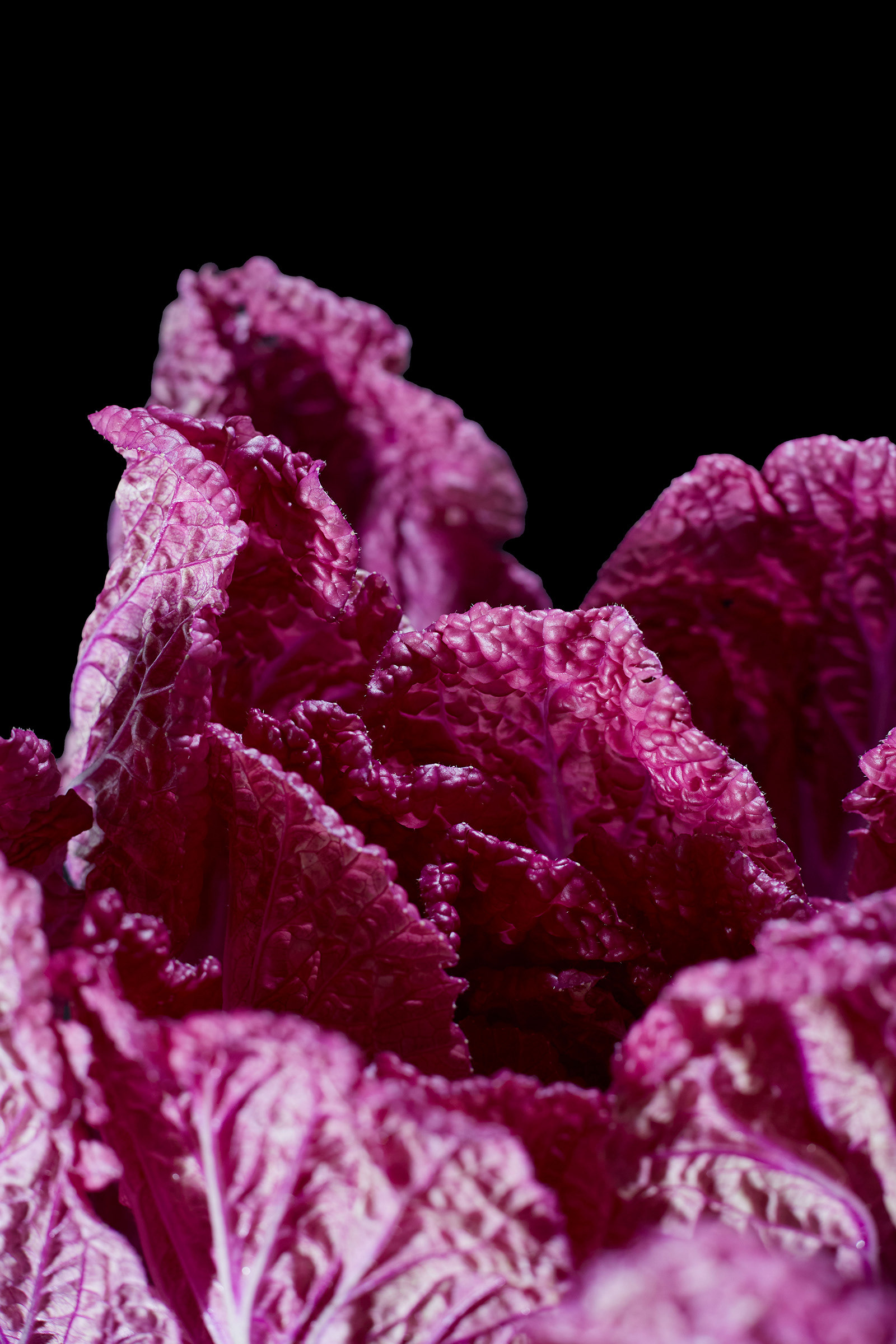 lähikuva punakaalista