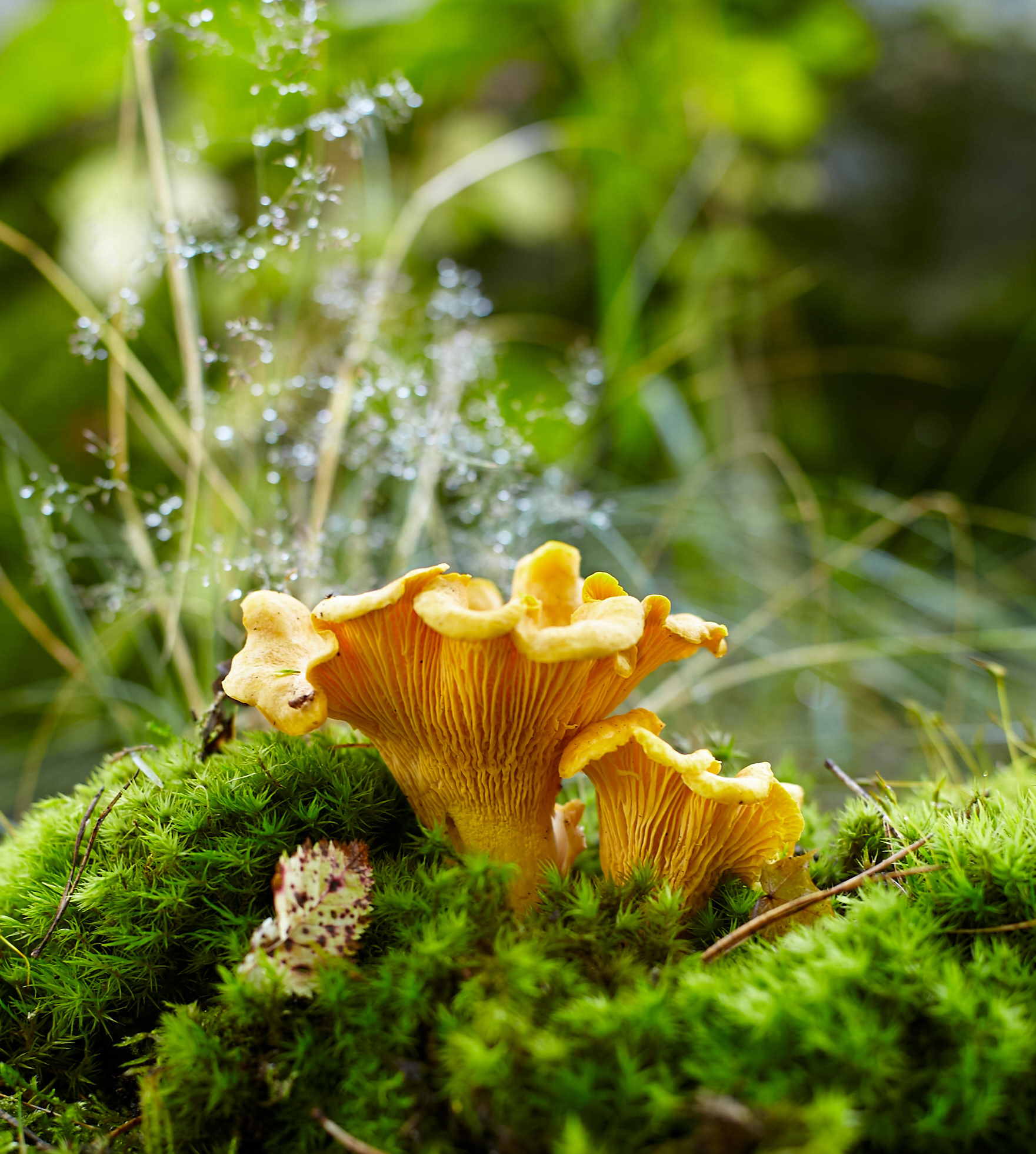 Kanttarelleja kuvattuna metsässä