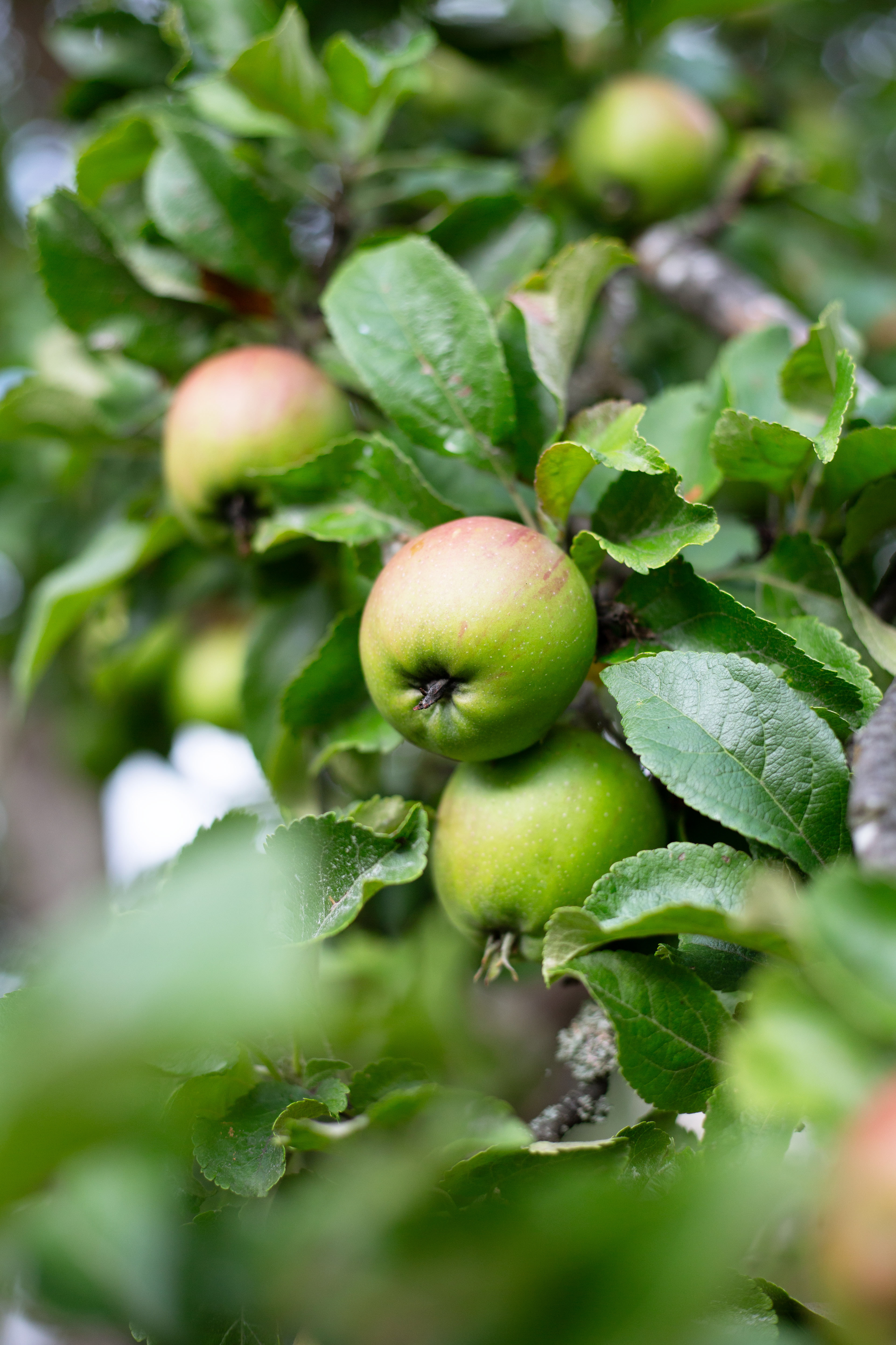 Lähikuva omenista puussa