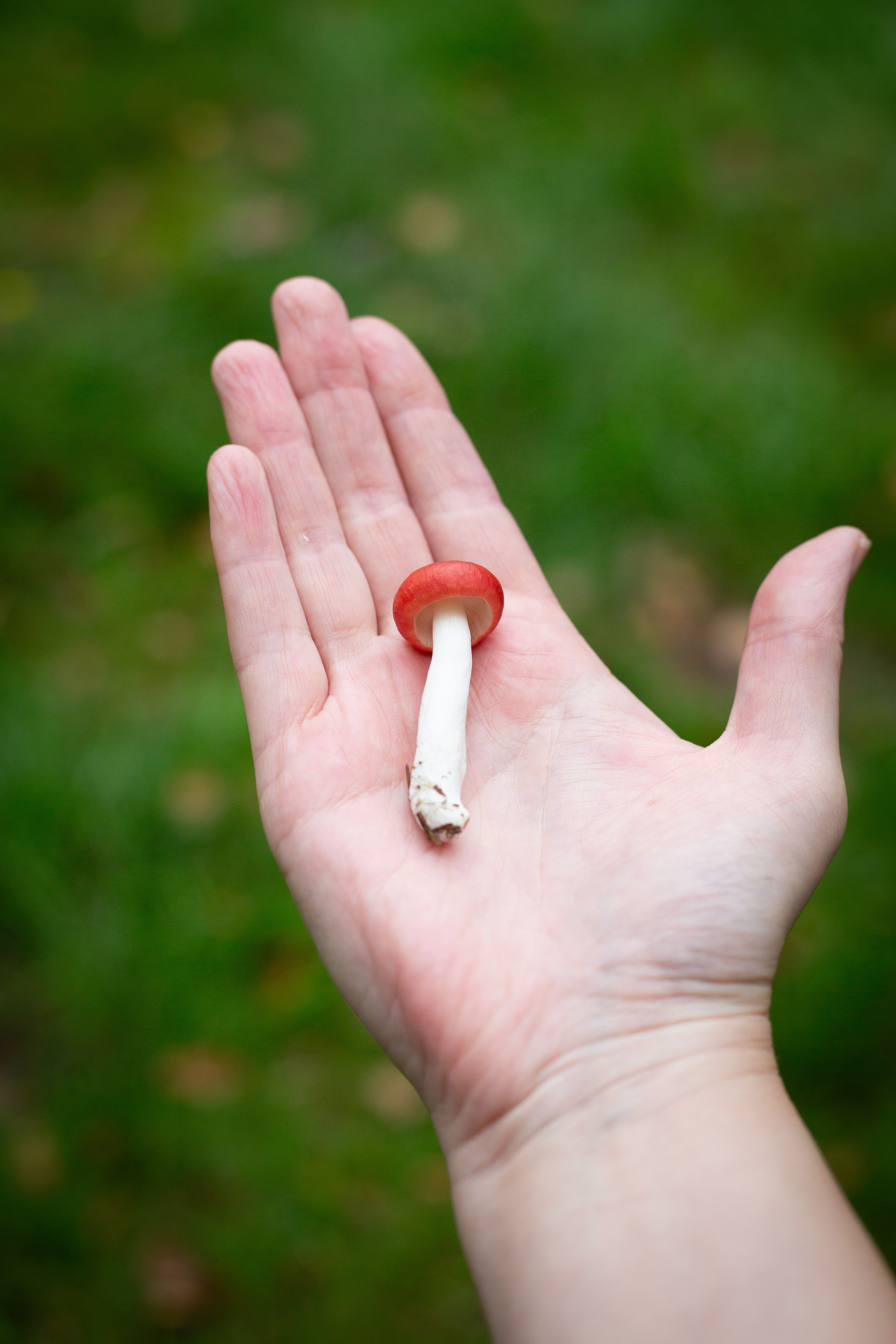 Käsi pitelee pientä punaista sientä