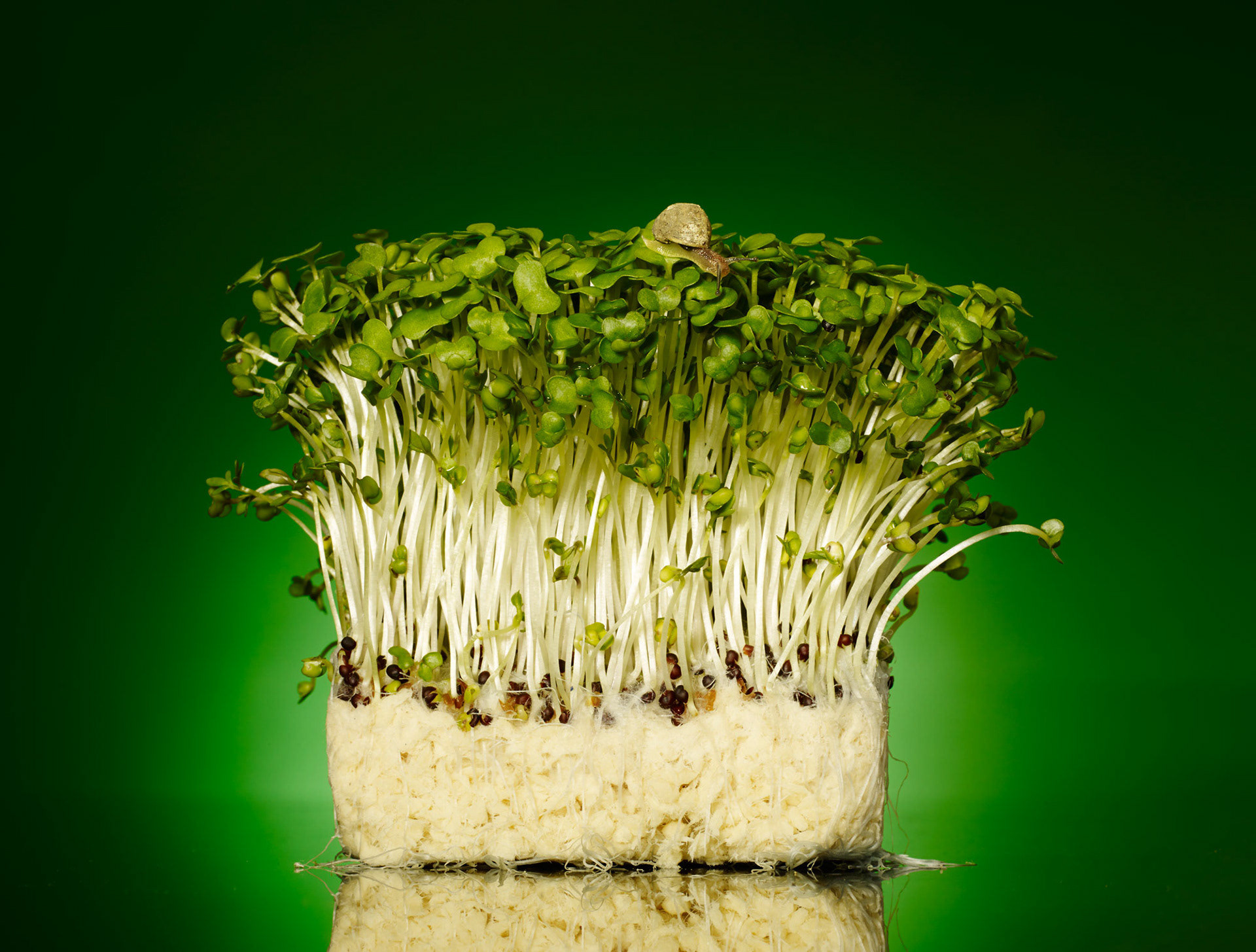 Vesikrassia jossa kiipeilee etana