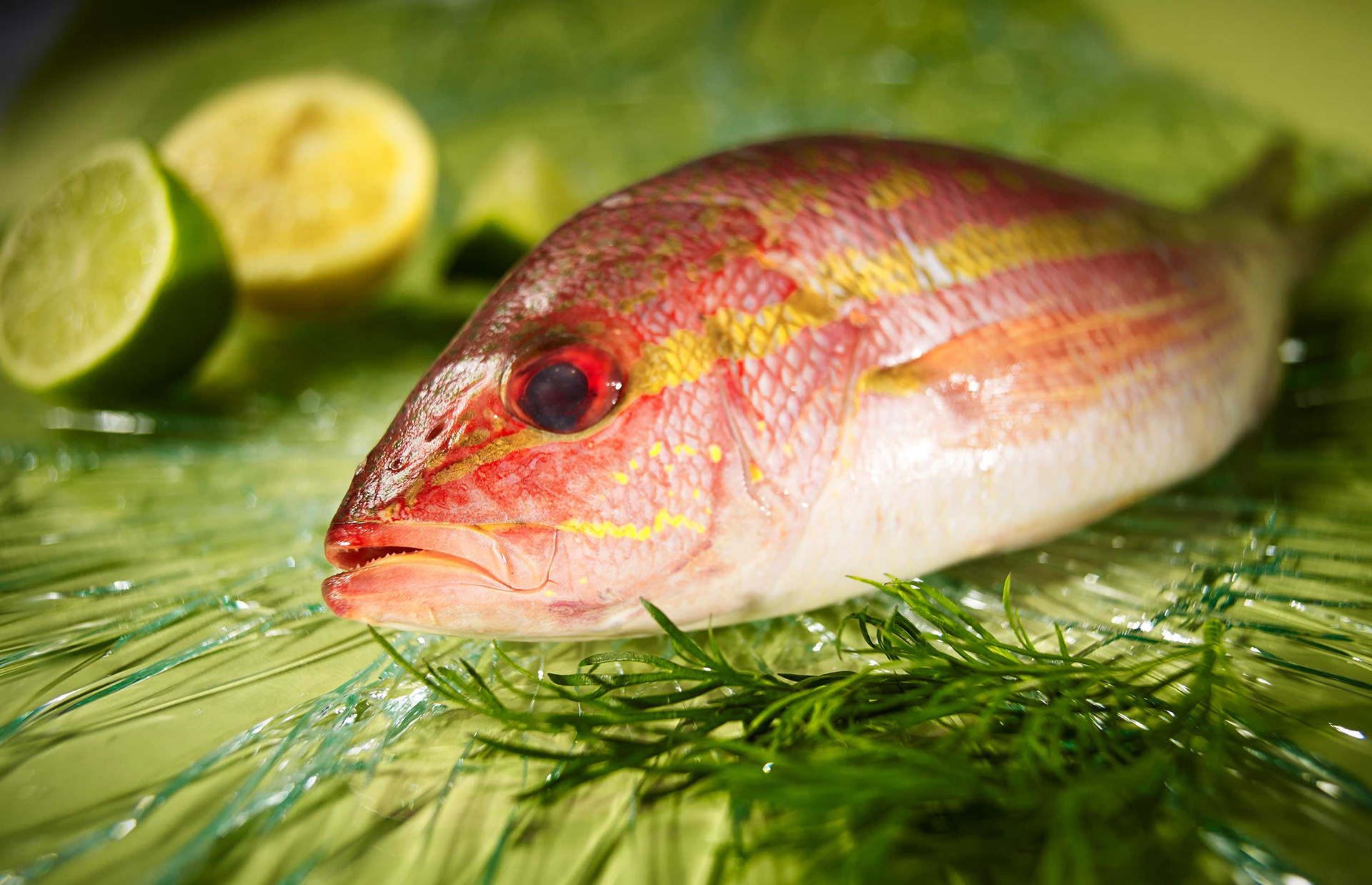 Lähikuva punaisesta kalasta