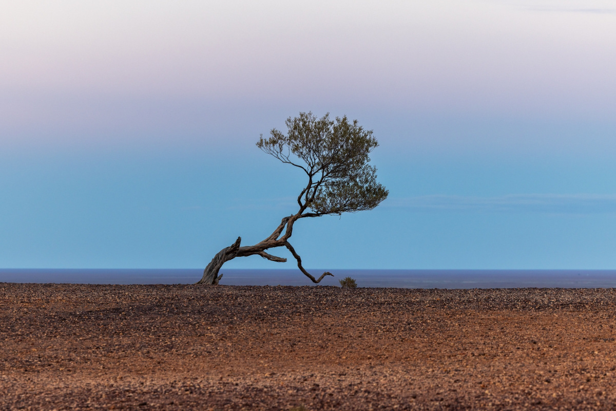 Gentle Tree