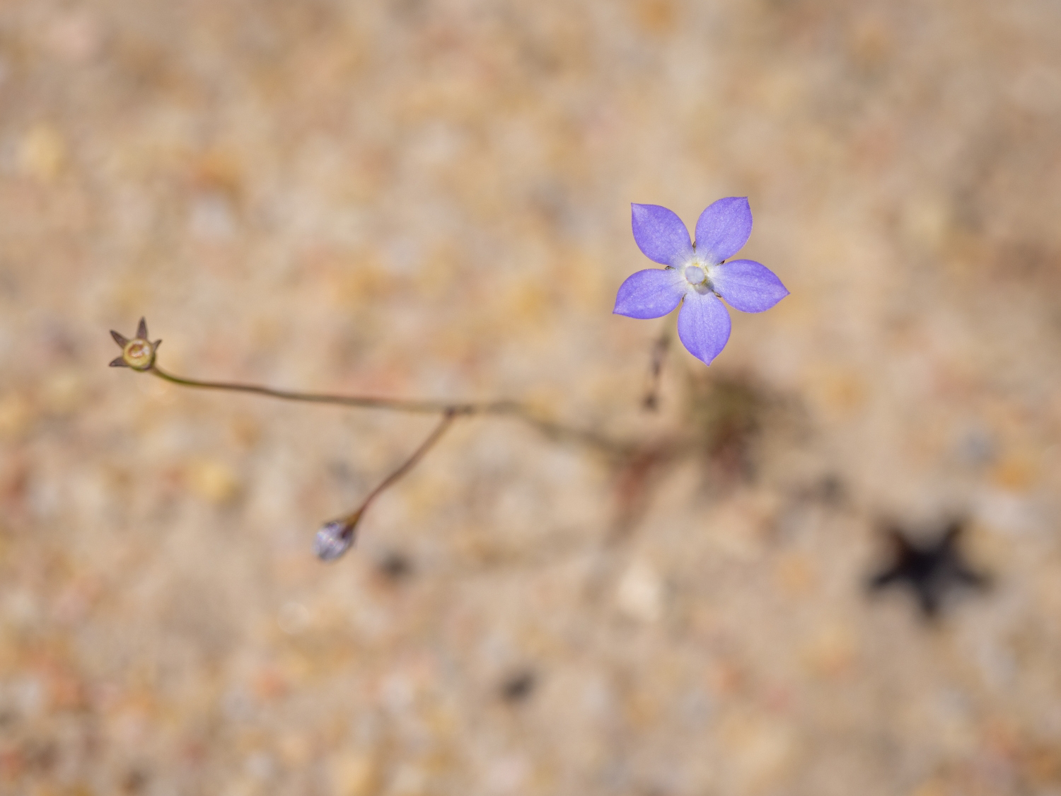 Survivor
