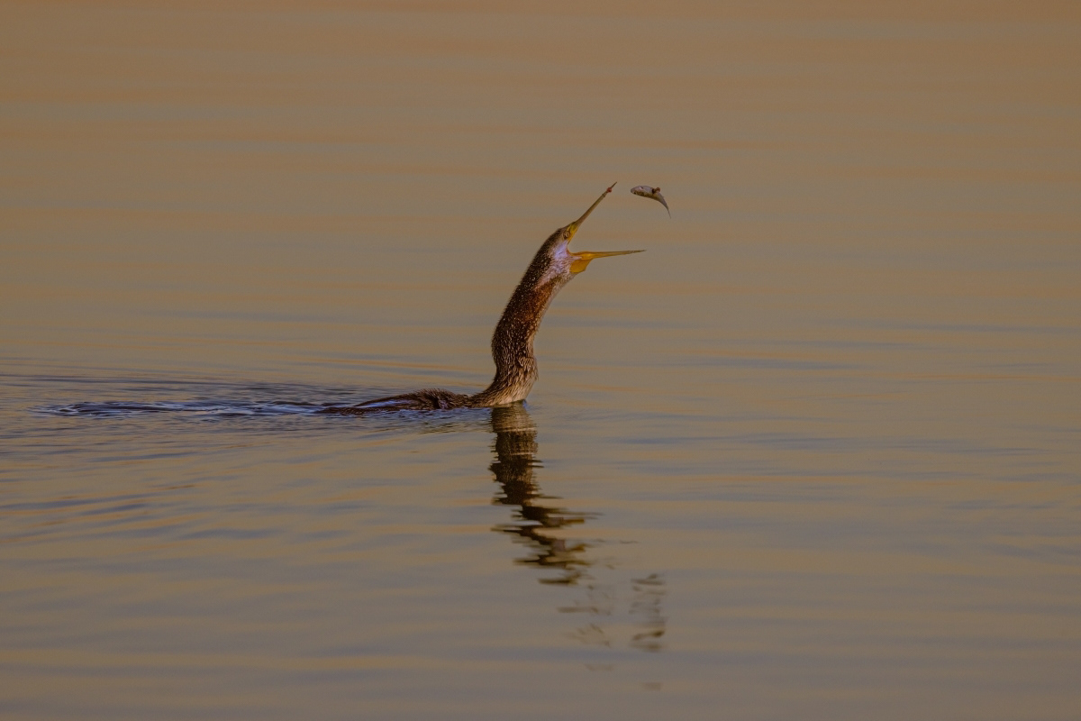 Good Catch