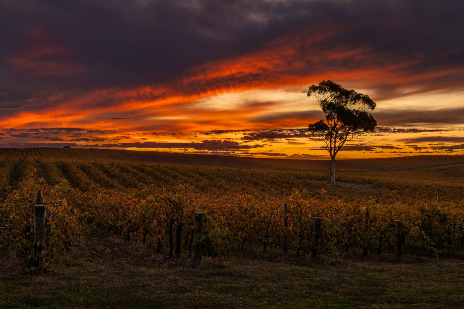 Barossa Sunset