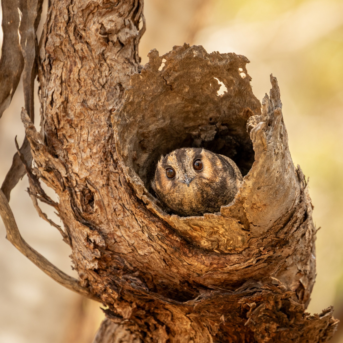 Owlet Nightjar
