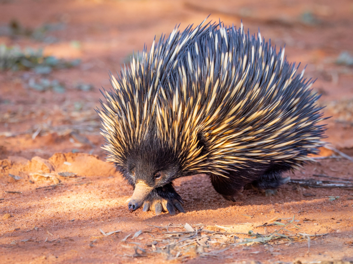 The Echidna Walk