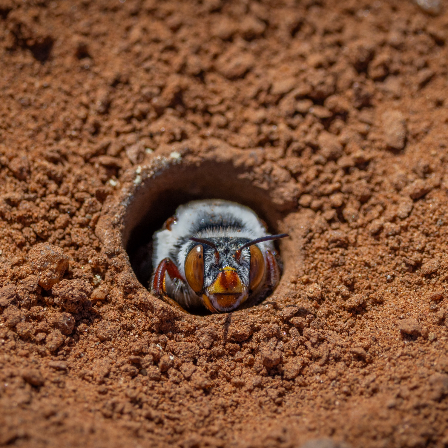 Burrowing Bee