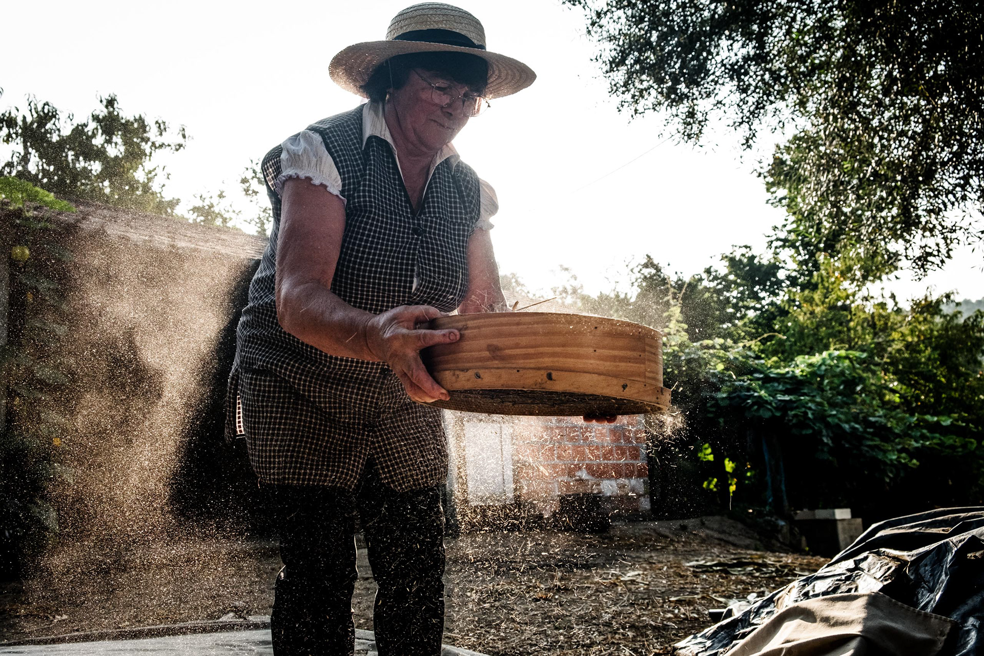 Crivar do centeio para a Trigaria.