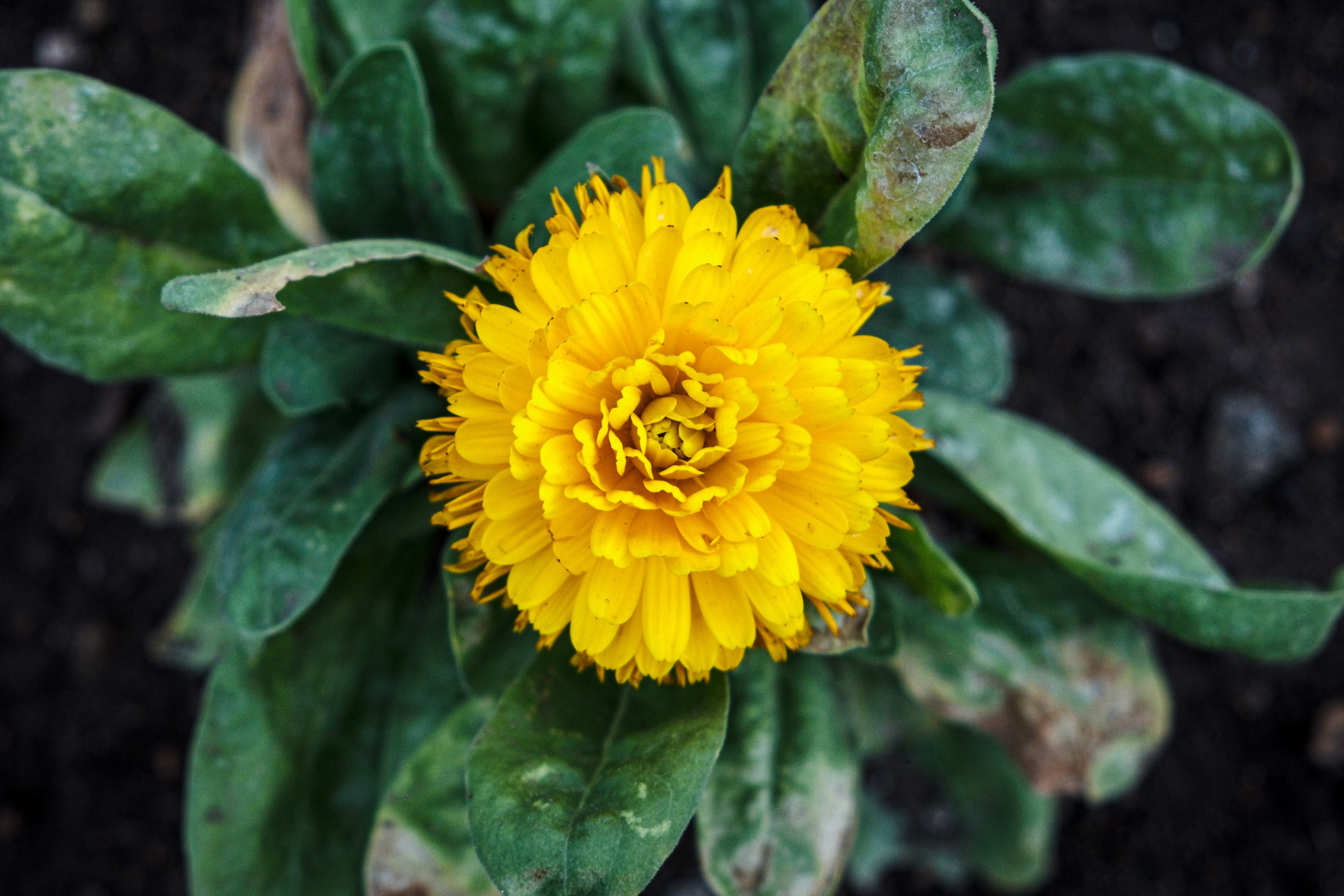 Jardim.. Culler de Pau**, Javier Olleros.