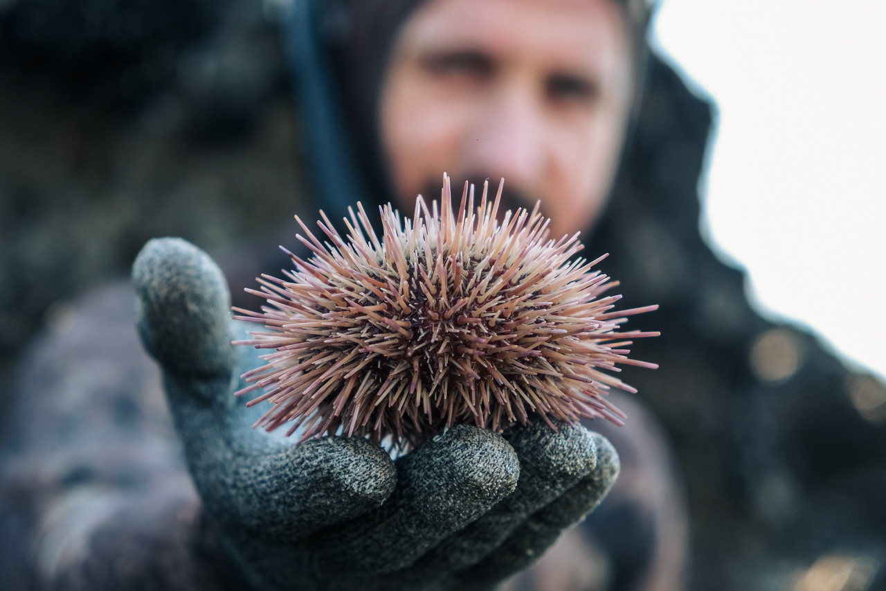 Ouriço. Pedro Magalhães, pesca submarina.