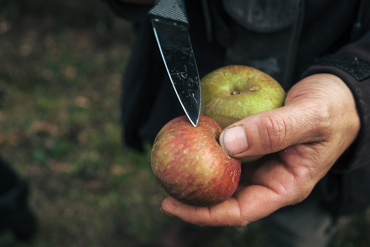 Maçãs autóctones. Sidra Faca nos Dentes.