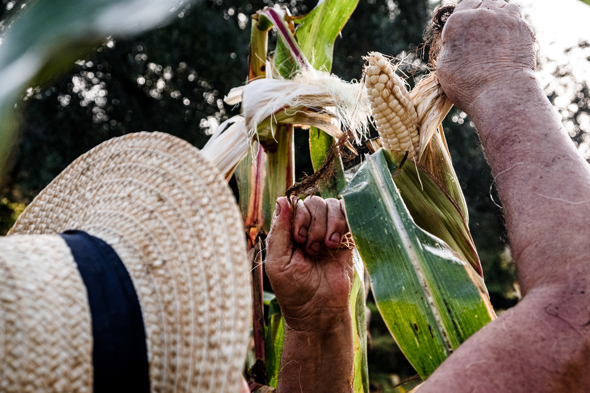 Desfolhada do milho da Trigaria.