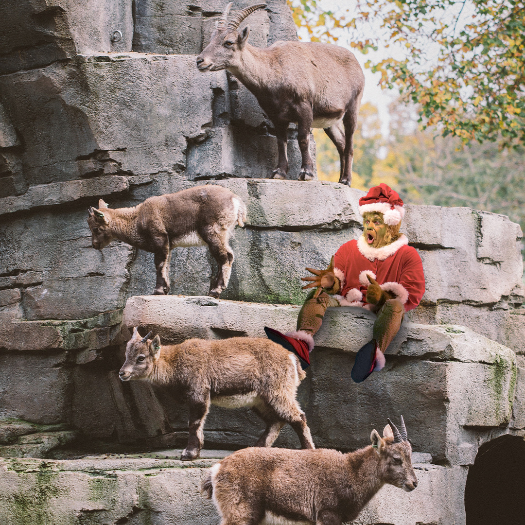 Zoo — Antelopes
