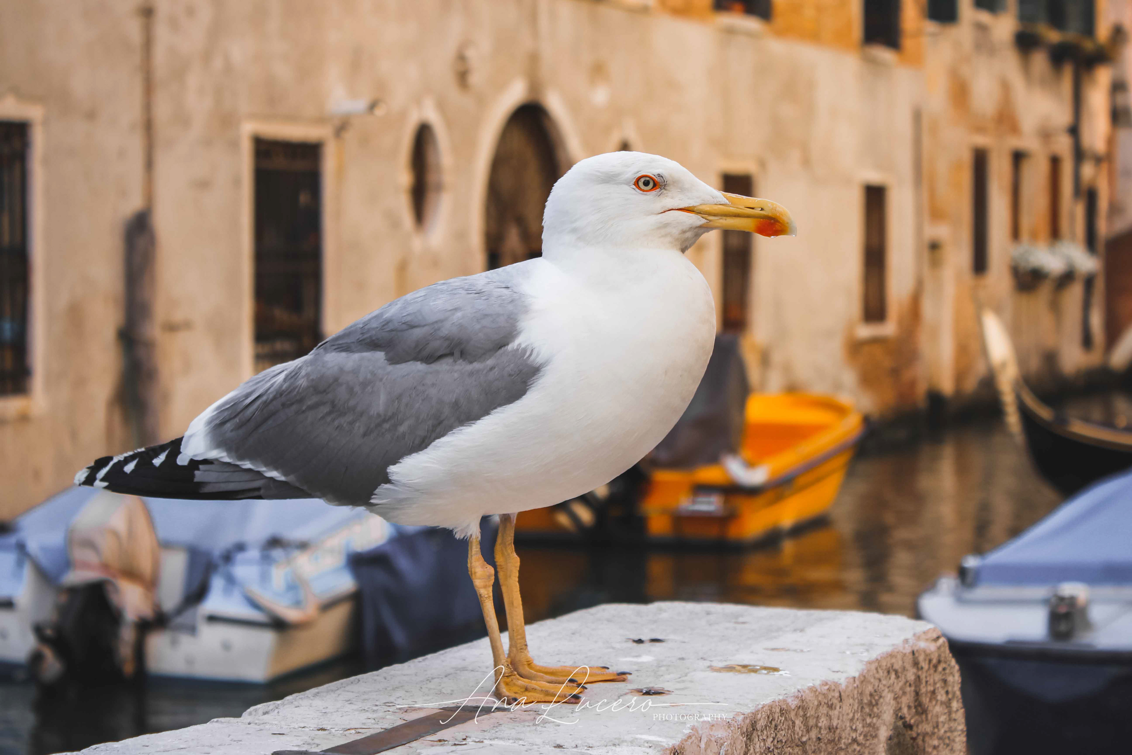 Venice, 2014