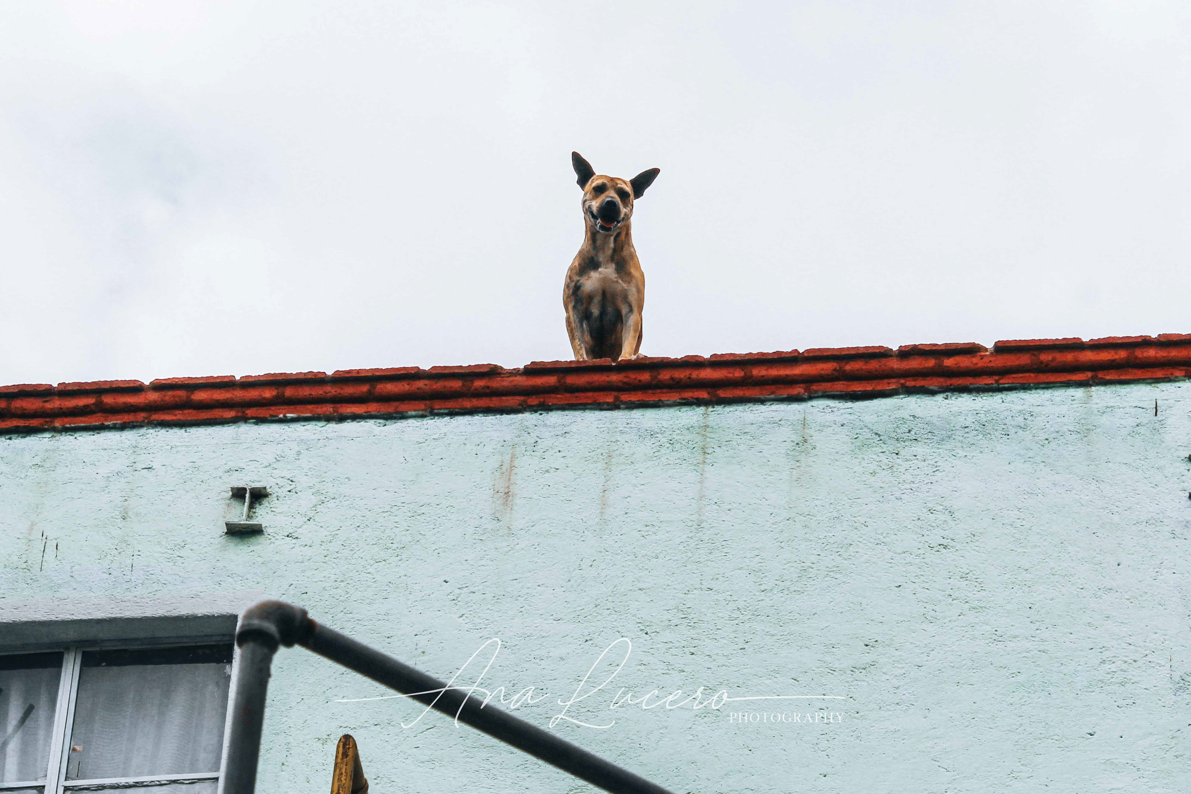 Guanajuato, 2015