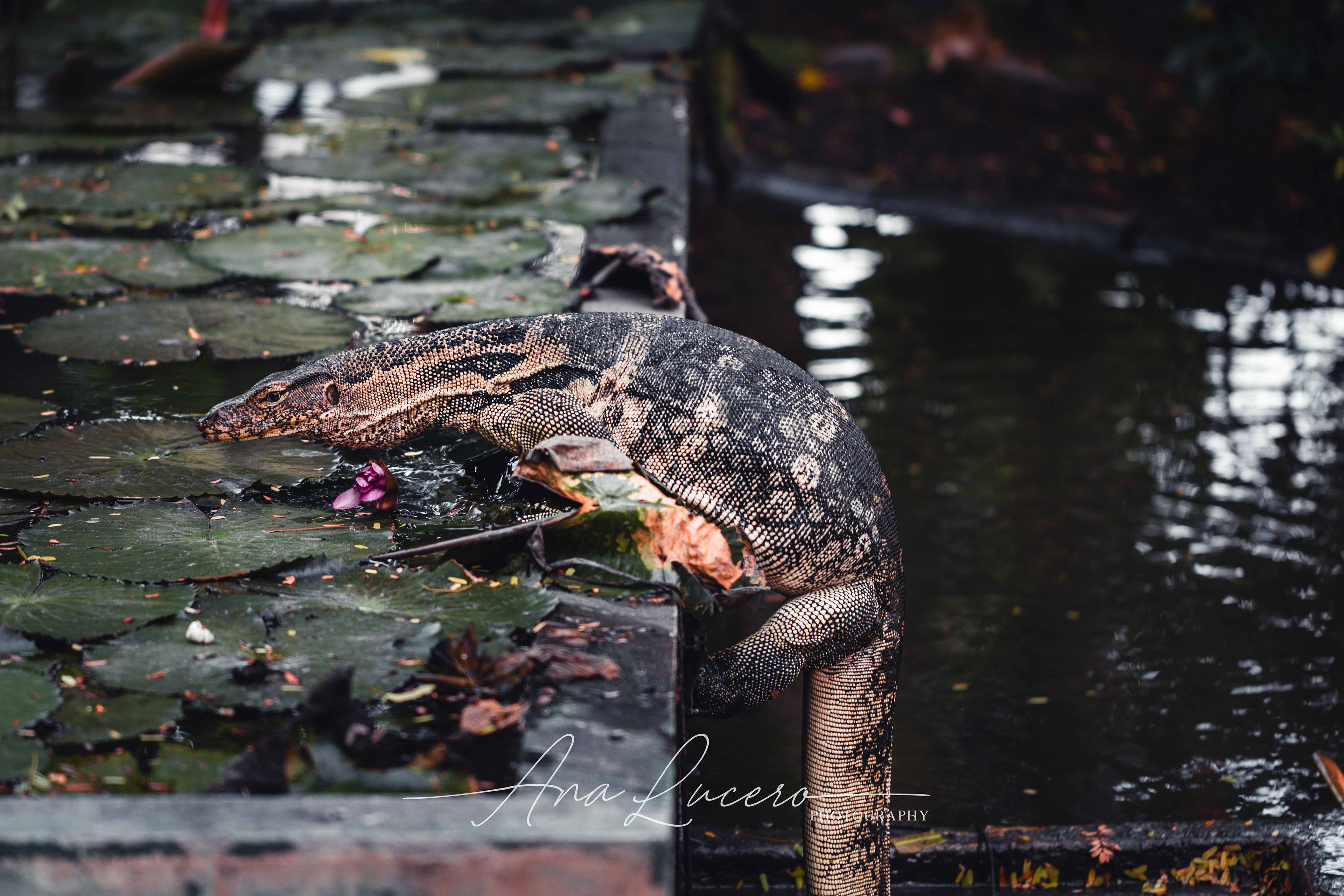 Bangkok, 2019