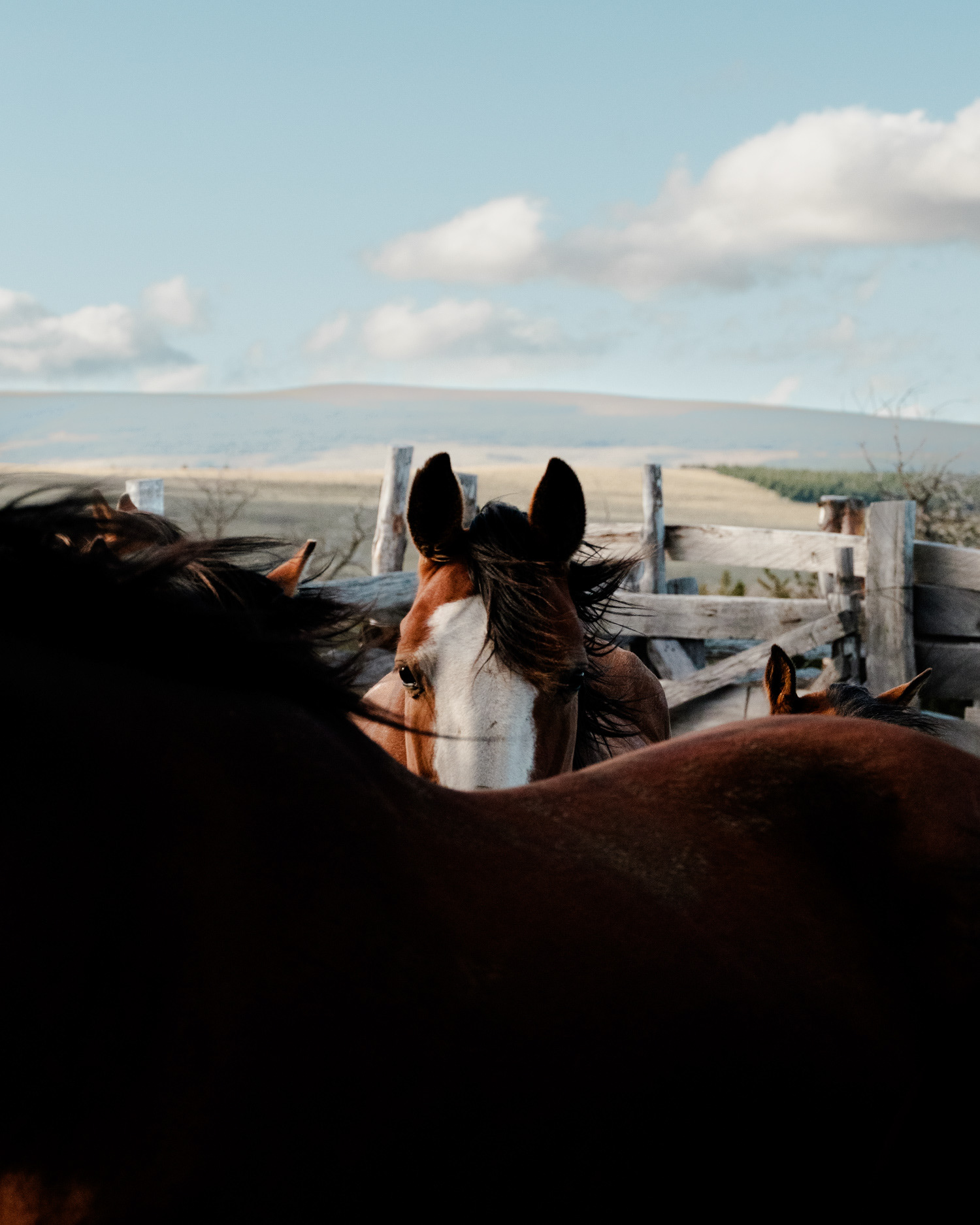 alt=Caballo mirando fijamente a la camara, alto en contraste