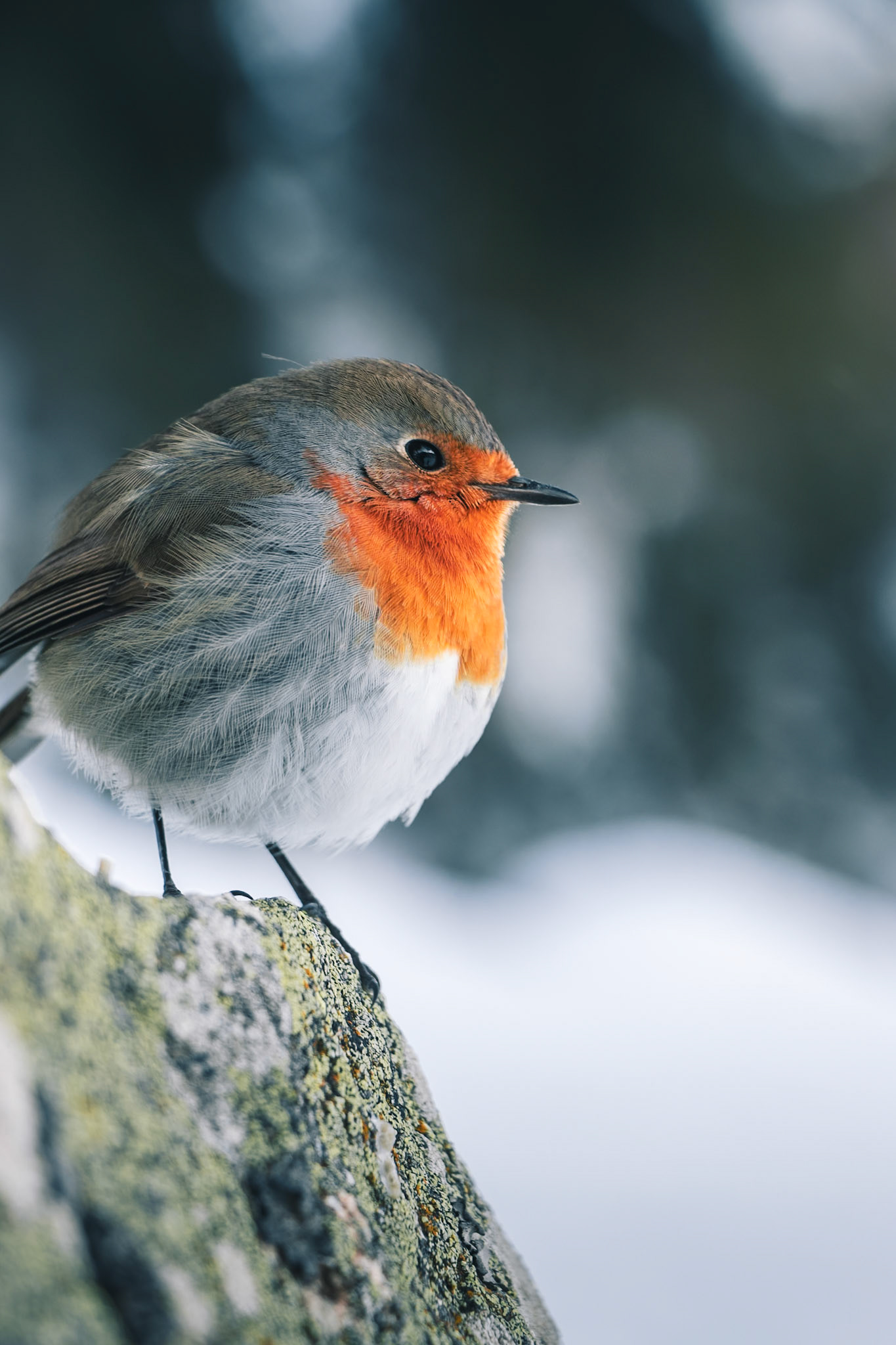 Un rouge-gorge venu faire sa star, juste à côté de l'objectif.