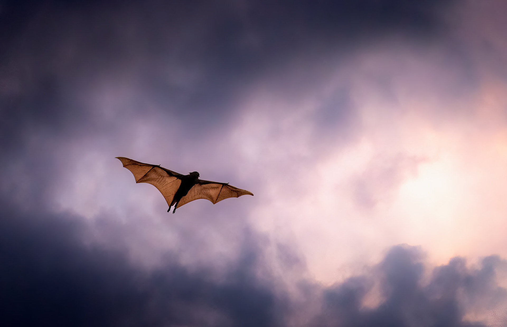 Une chauve-souris en plein vol, au crépuscule, à Katherine en Australie.