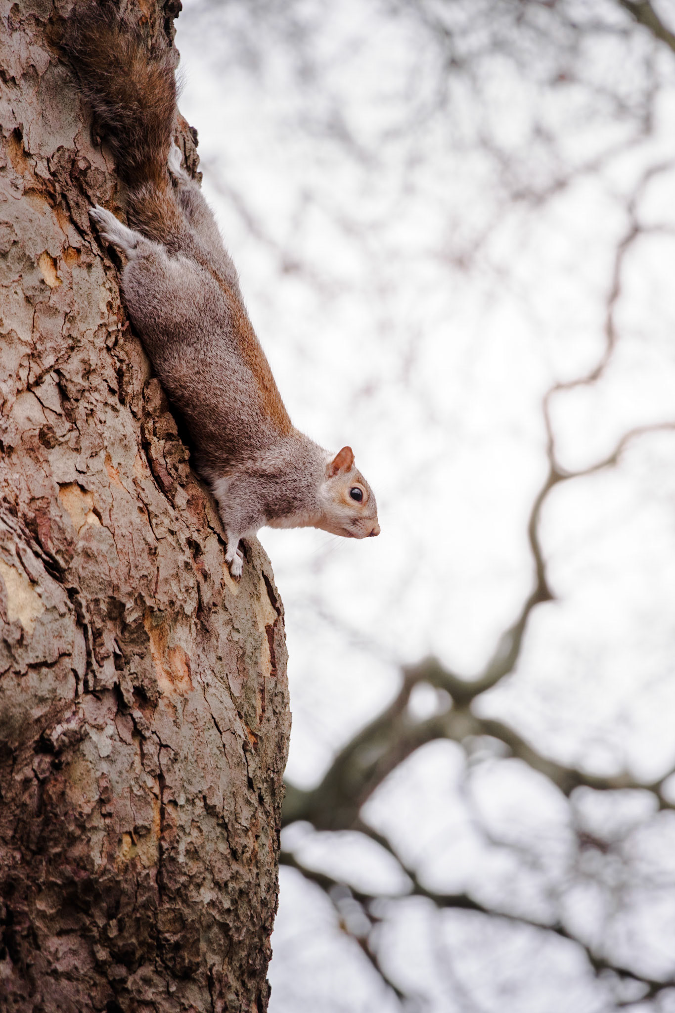 Un écureuil, à Richmond Park, près de Londres.