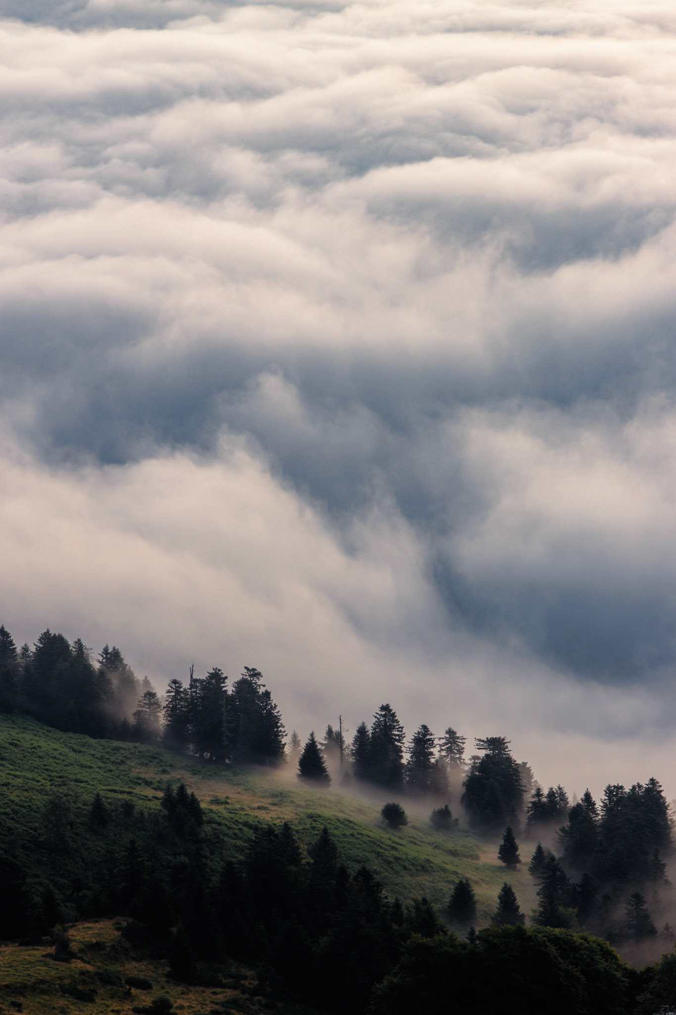 Gros plan sur une mer de nuages : la texture et l'immensité, face à la petitesse des sapins.