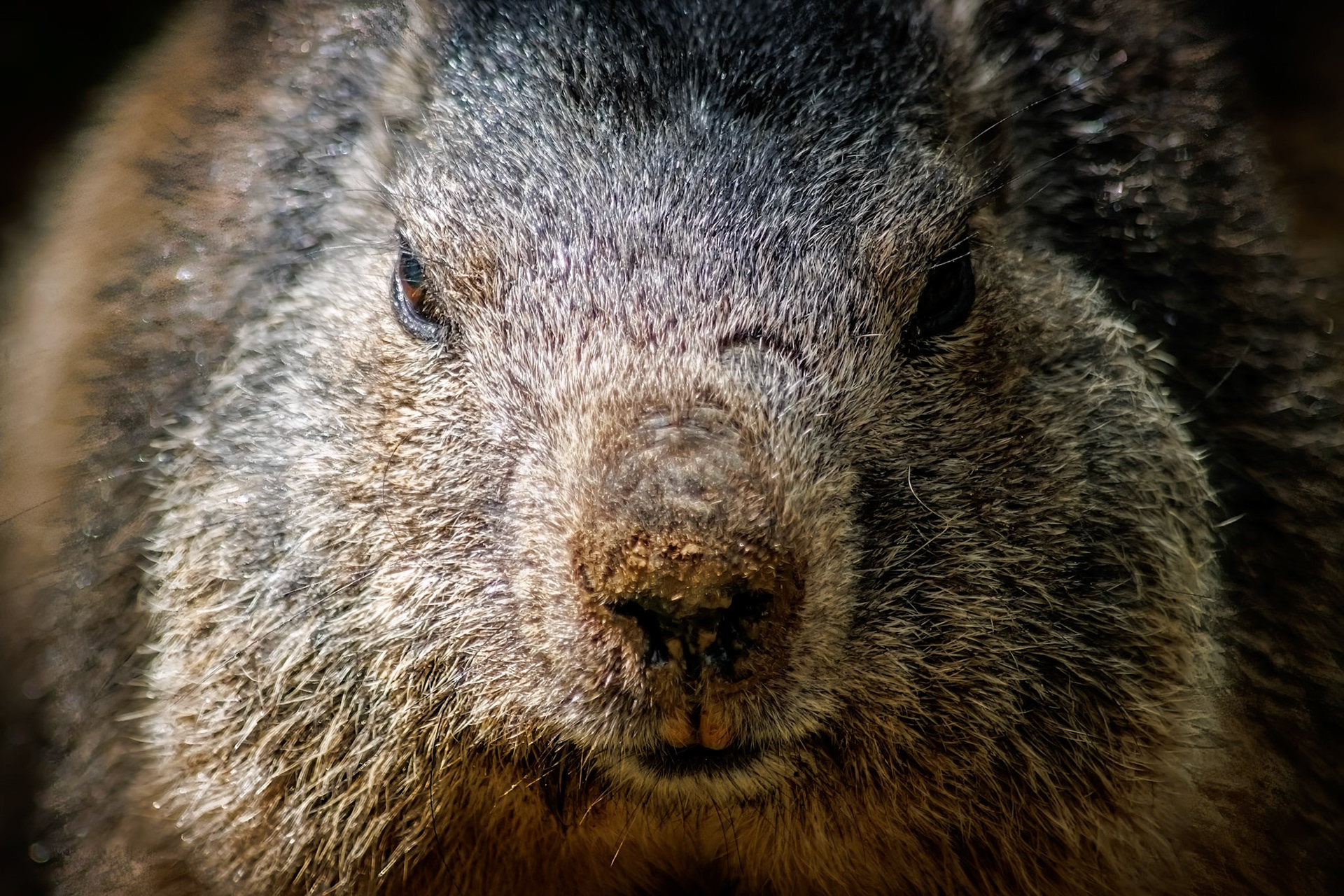 Gros plan sur une marmotte au regard perçant, loin de l'image mignonne qu'on lui connaît.