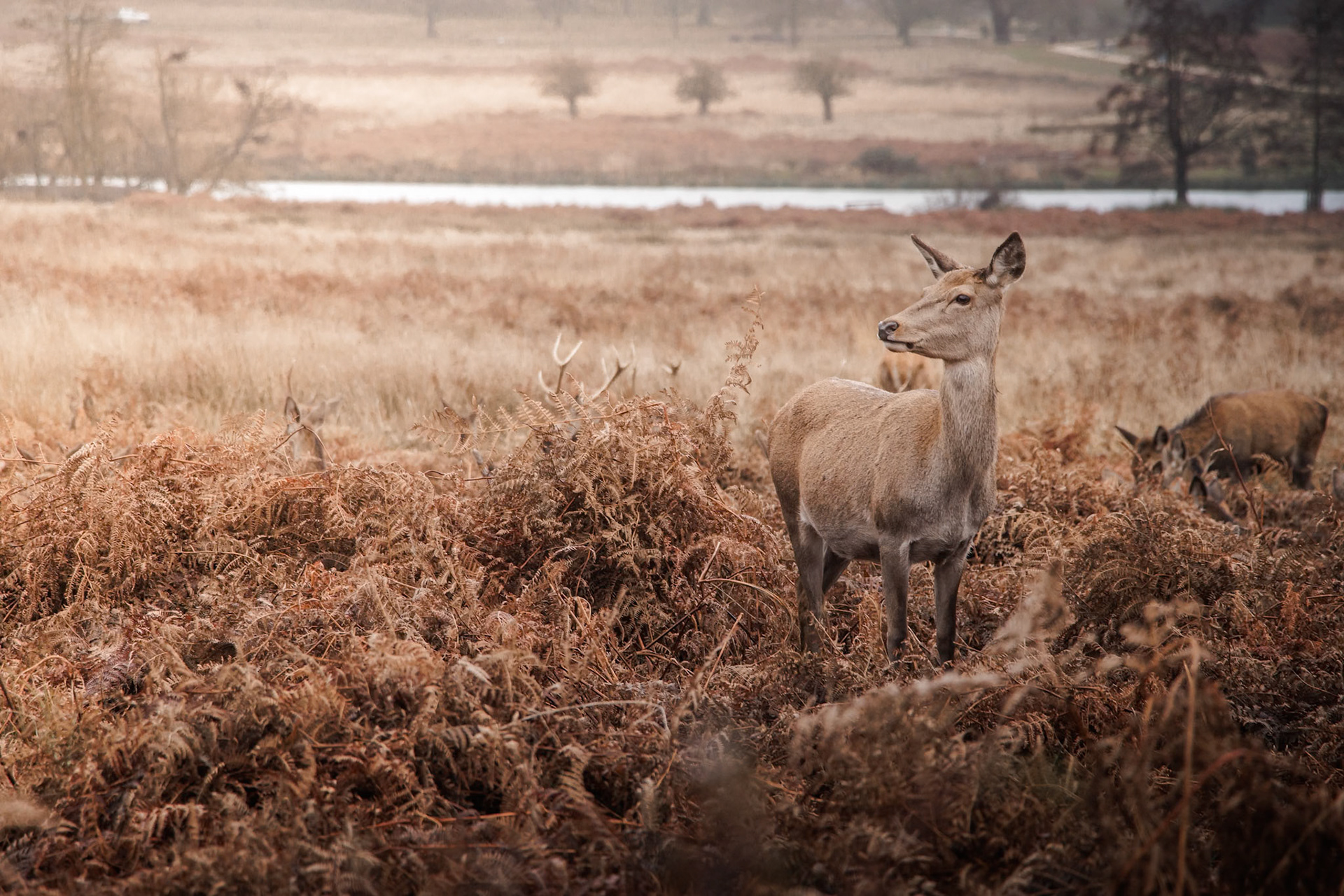 Une biche sauvage, à Richmond Park, près de Londres.