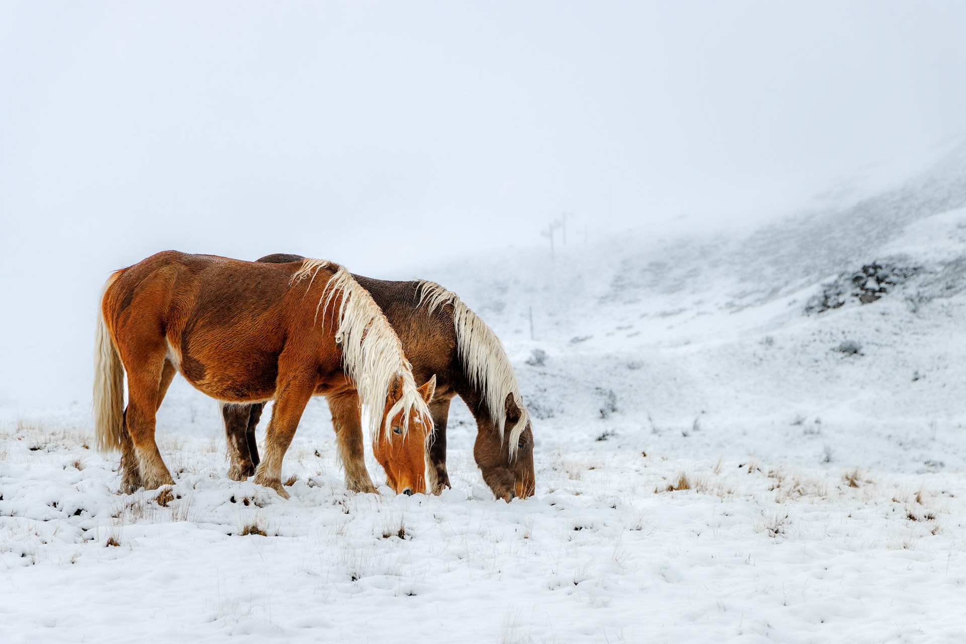Chevaux semi-sauvages broutant en plein hiver, dans les montagnes d'Hautacam.