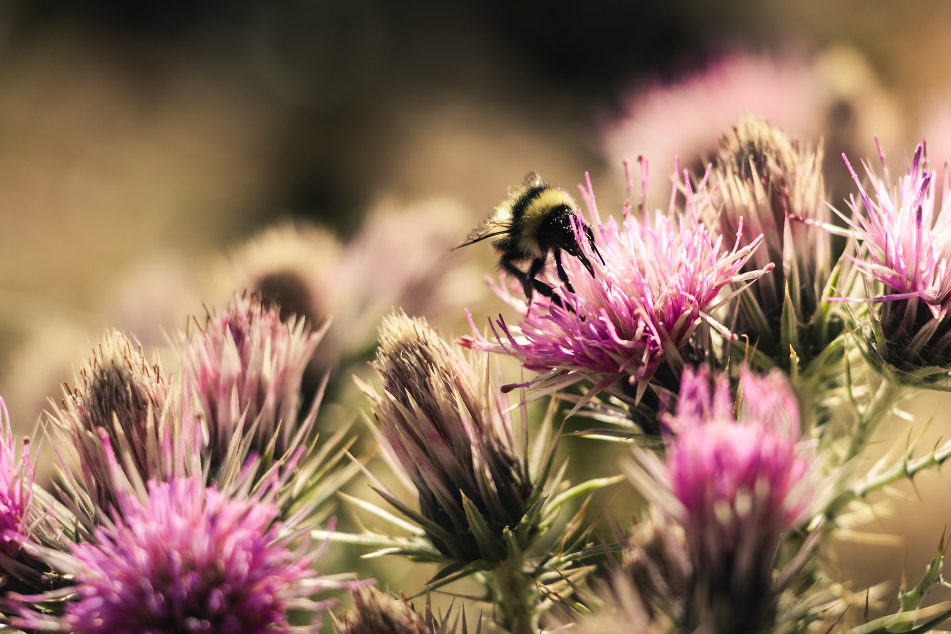 Une abeille butinant, à la Brèche de Roland.