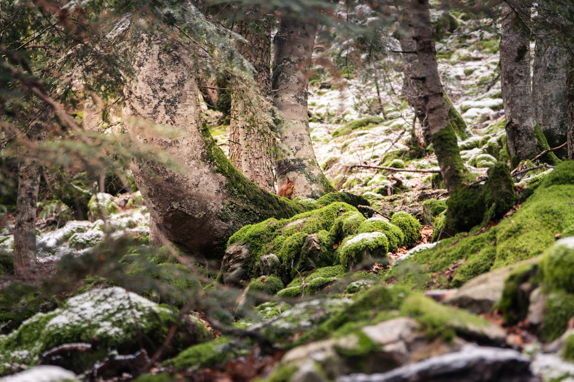 Un écureuil qui tranche avec le décor : sa couleur vive face aux premières neiges et à la mousse verte de la forêt.