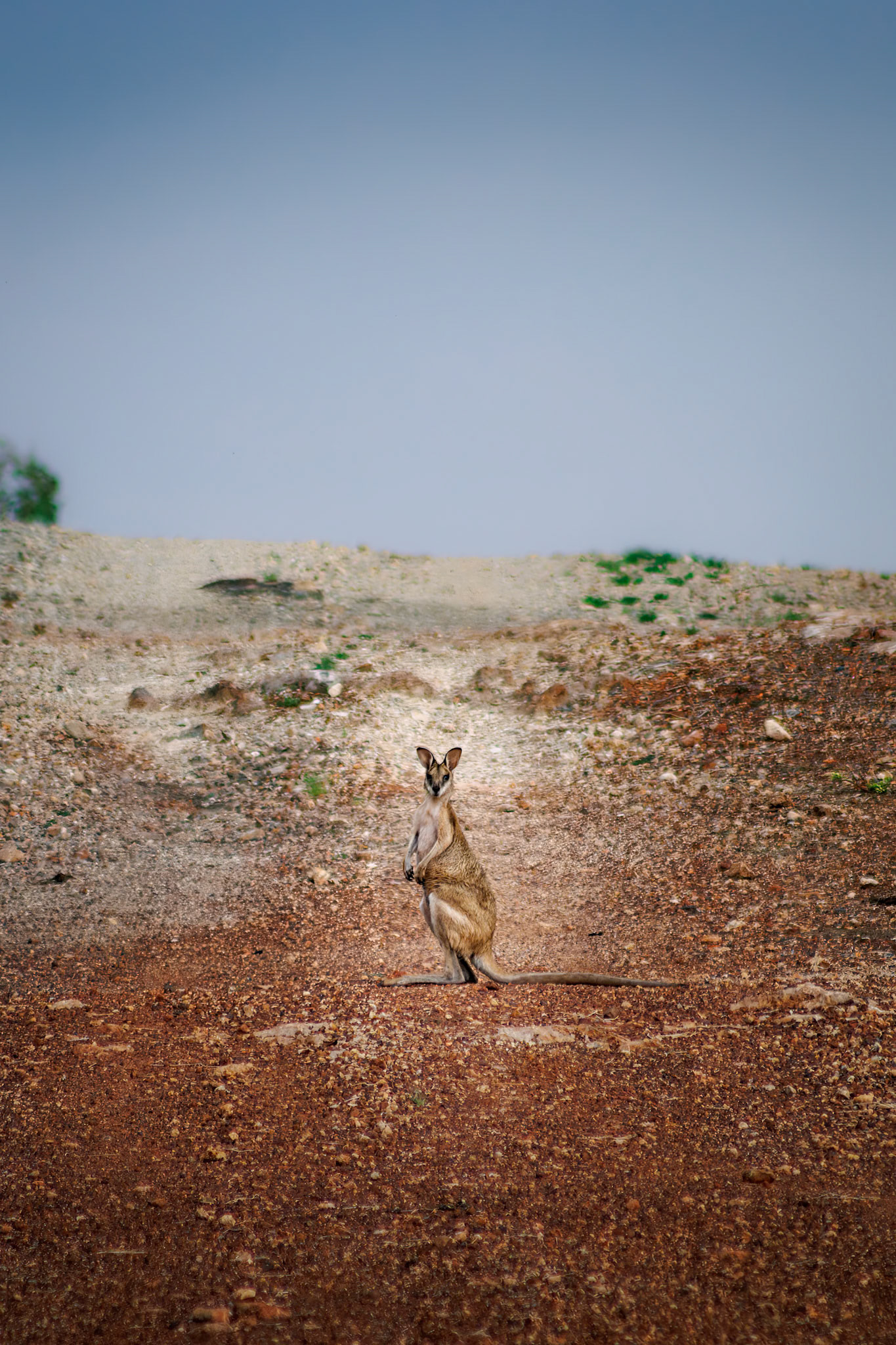 Un wallaby sauvage, dans le Territoire du Nord australien.