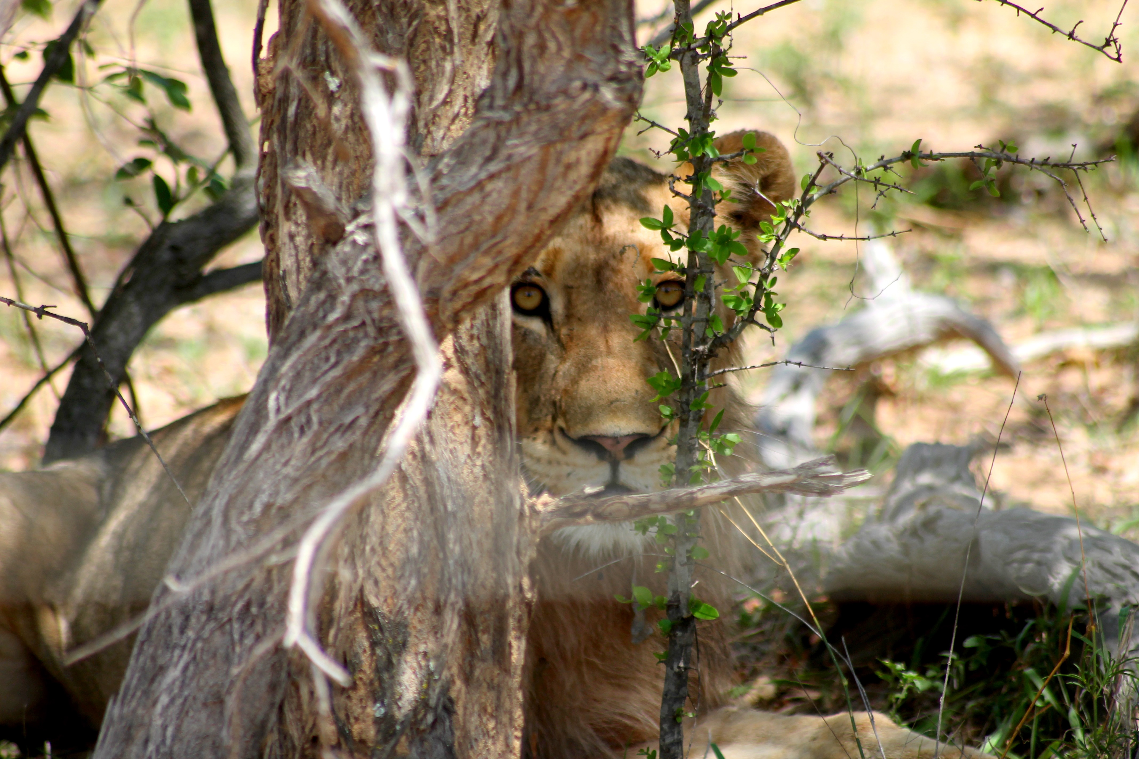 Jeune lion sauvage dissimulé derrière un tronc d'arbre, regard fixé sur l'objectif — photographie animalière prise par Nathan ARDILLON en brousse sud-africaine lors d'un séjour d'écovolontariat.