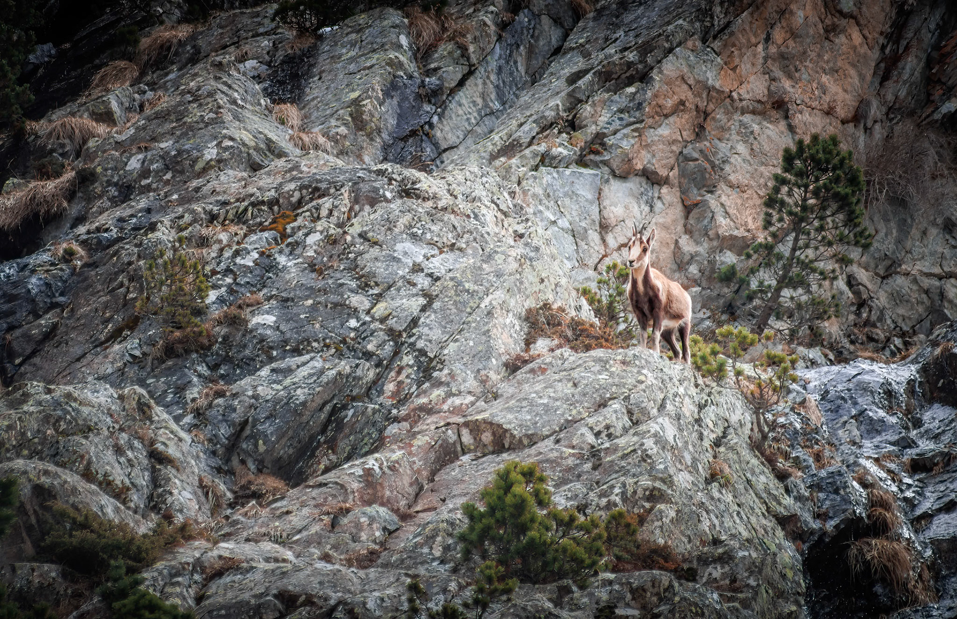 Un isard, presque invisible tant son pelage se fond dans la roche.