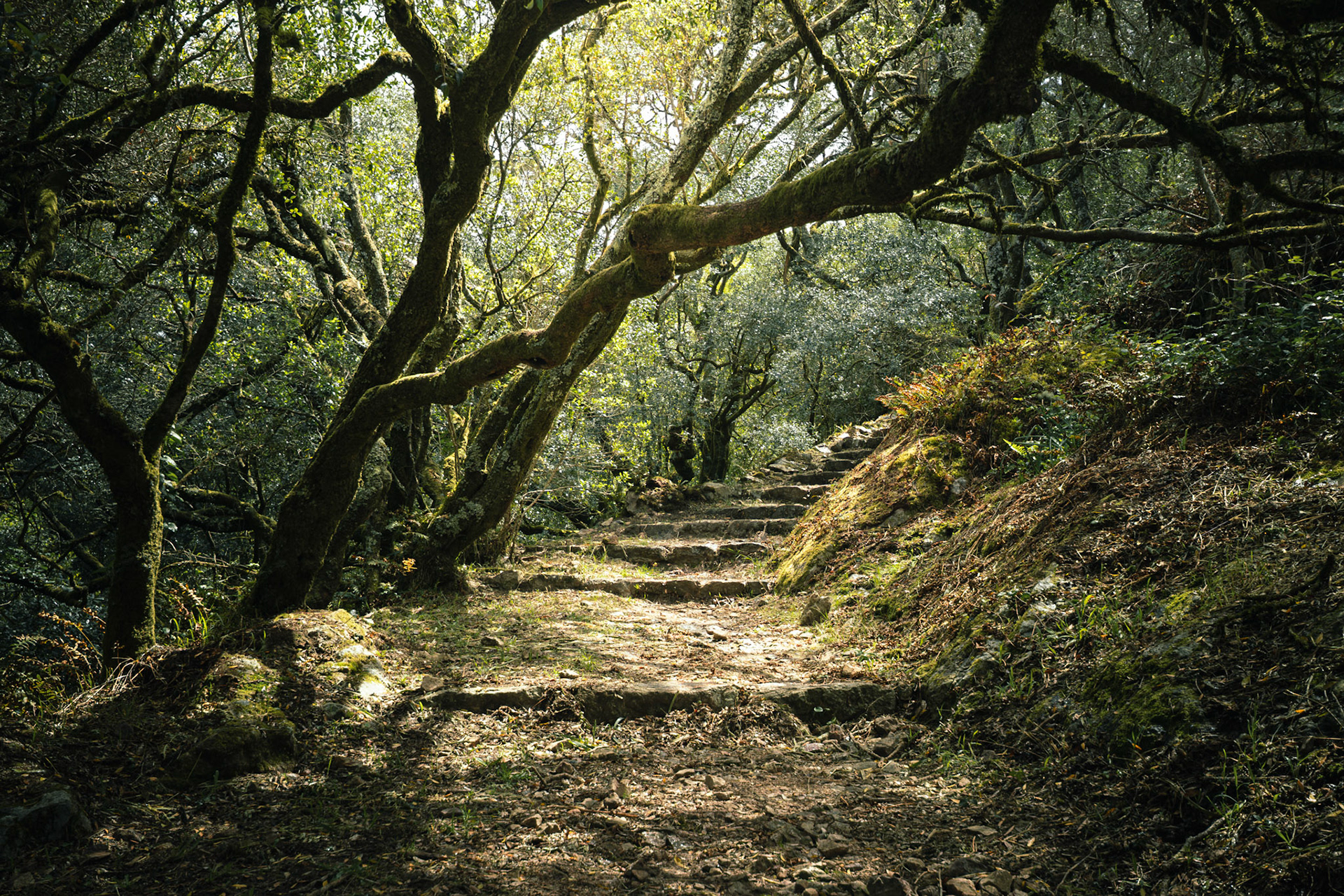La forêt de Bussaco, au Portugal, traversée par une lumière presque féérique.