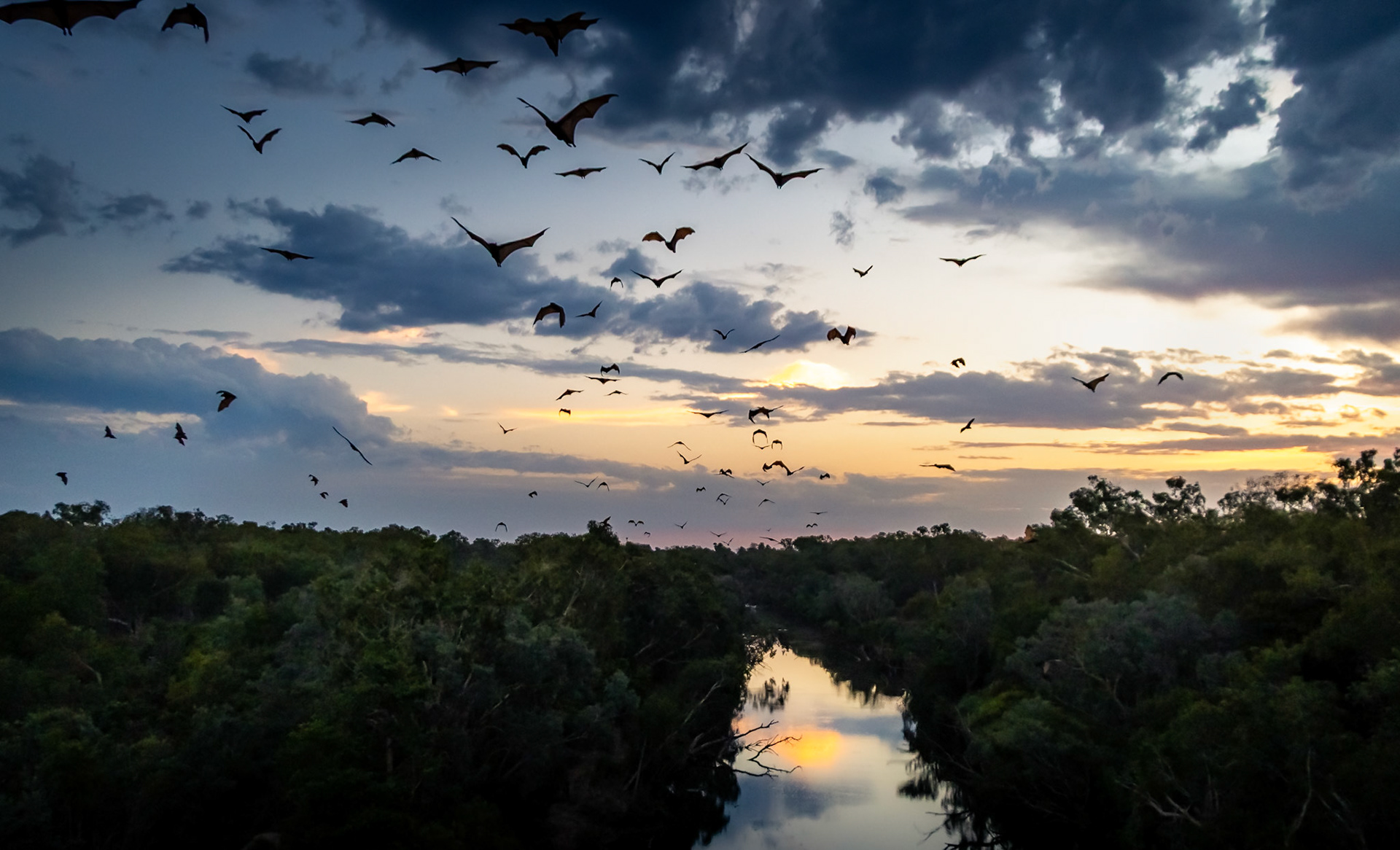 L'envol quotidien des chauves-souris au crépuscule, à Katherine, dans le Territoire du Nord en Australie.