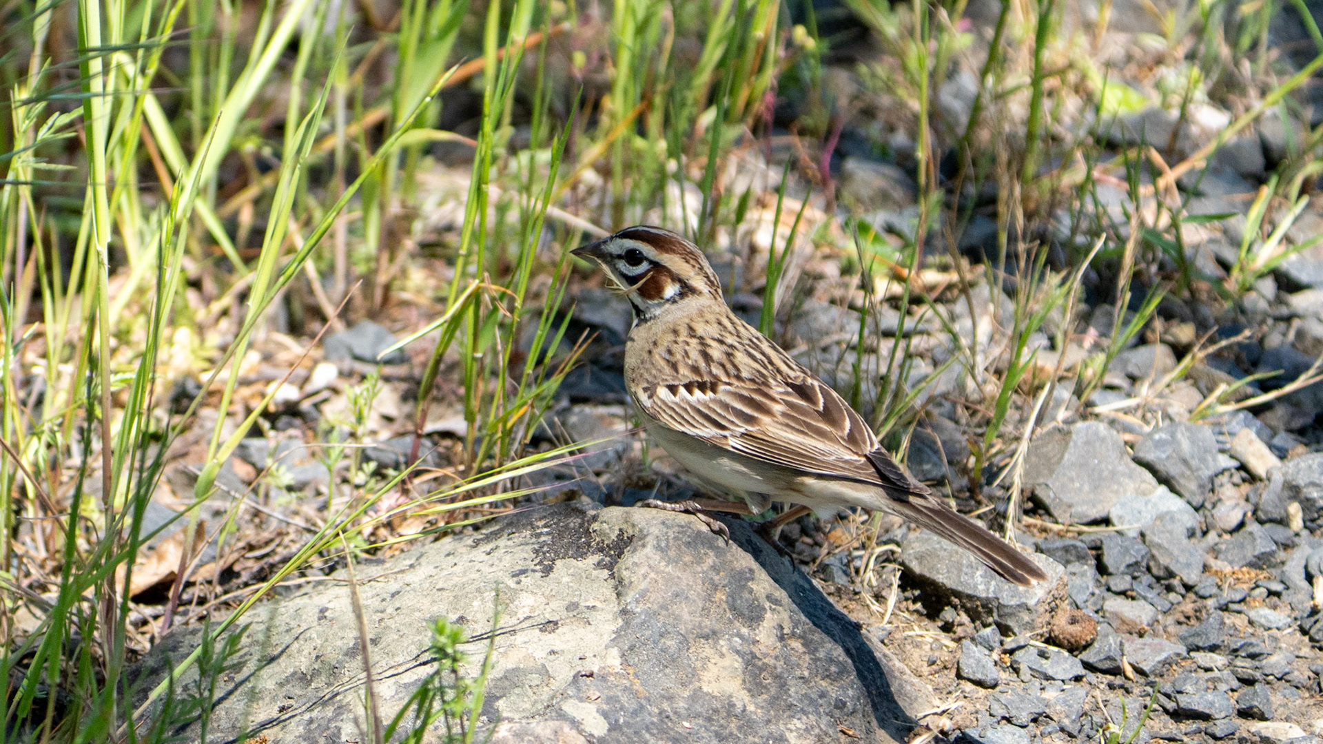 Lark Sparrow on Lower Table Rock, Central Point, Oregon.