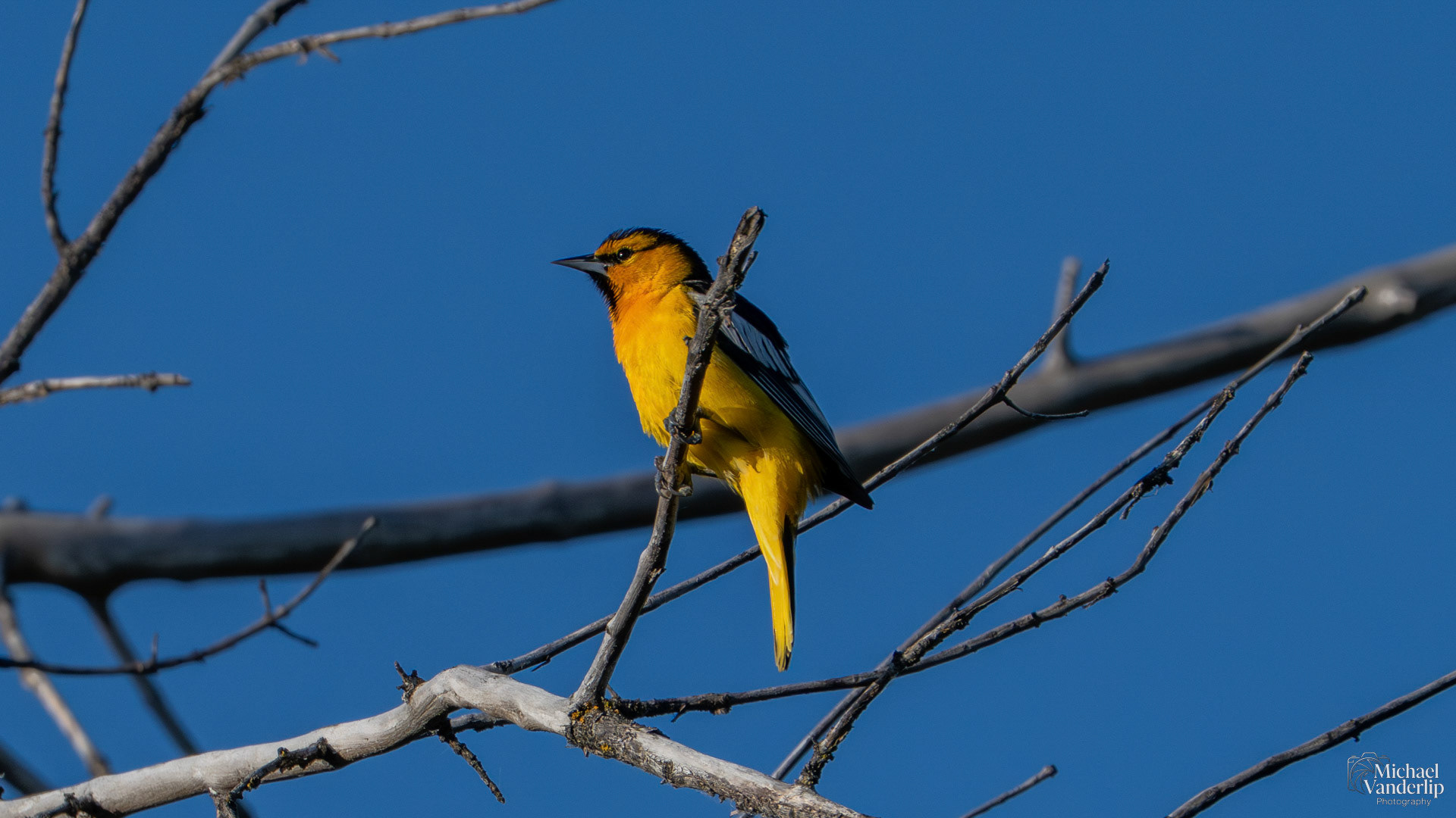 Bullock's Oriole along the Bear Creek Greenway near Talent, Oregon.