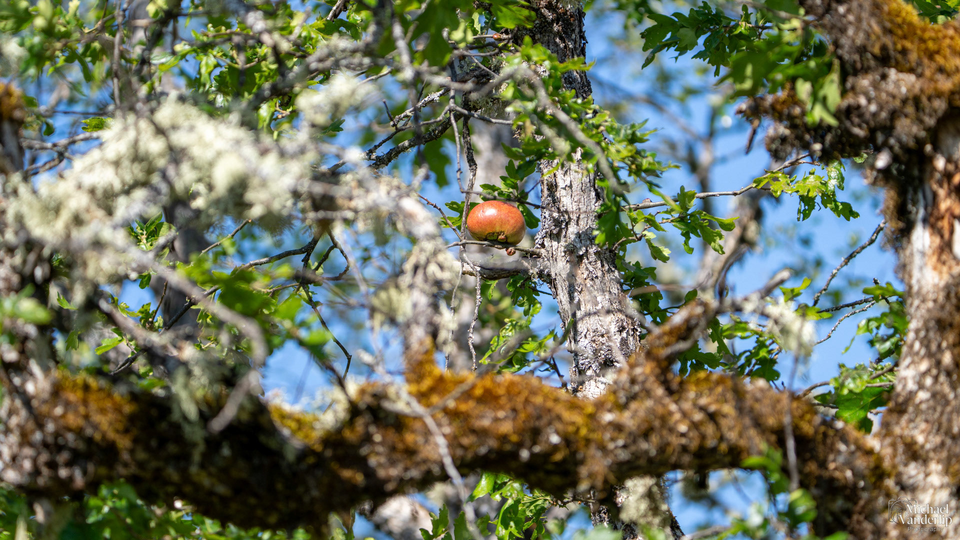 Gall Wasp Nest in an Oak Tree on Lower Table Rock, Central Point, Oregon.