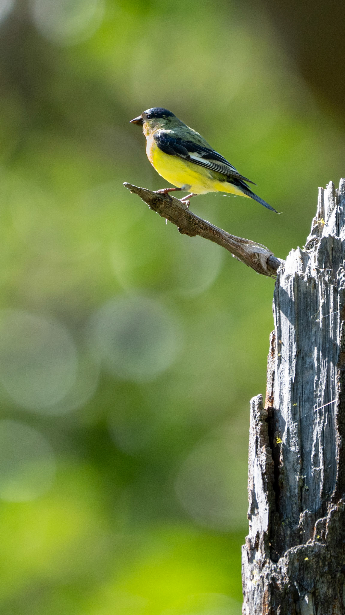 Lesser Goldfinch along the White Rabbit Trail near Ashland, Oregon.