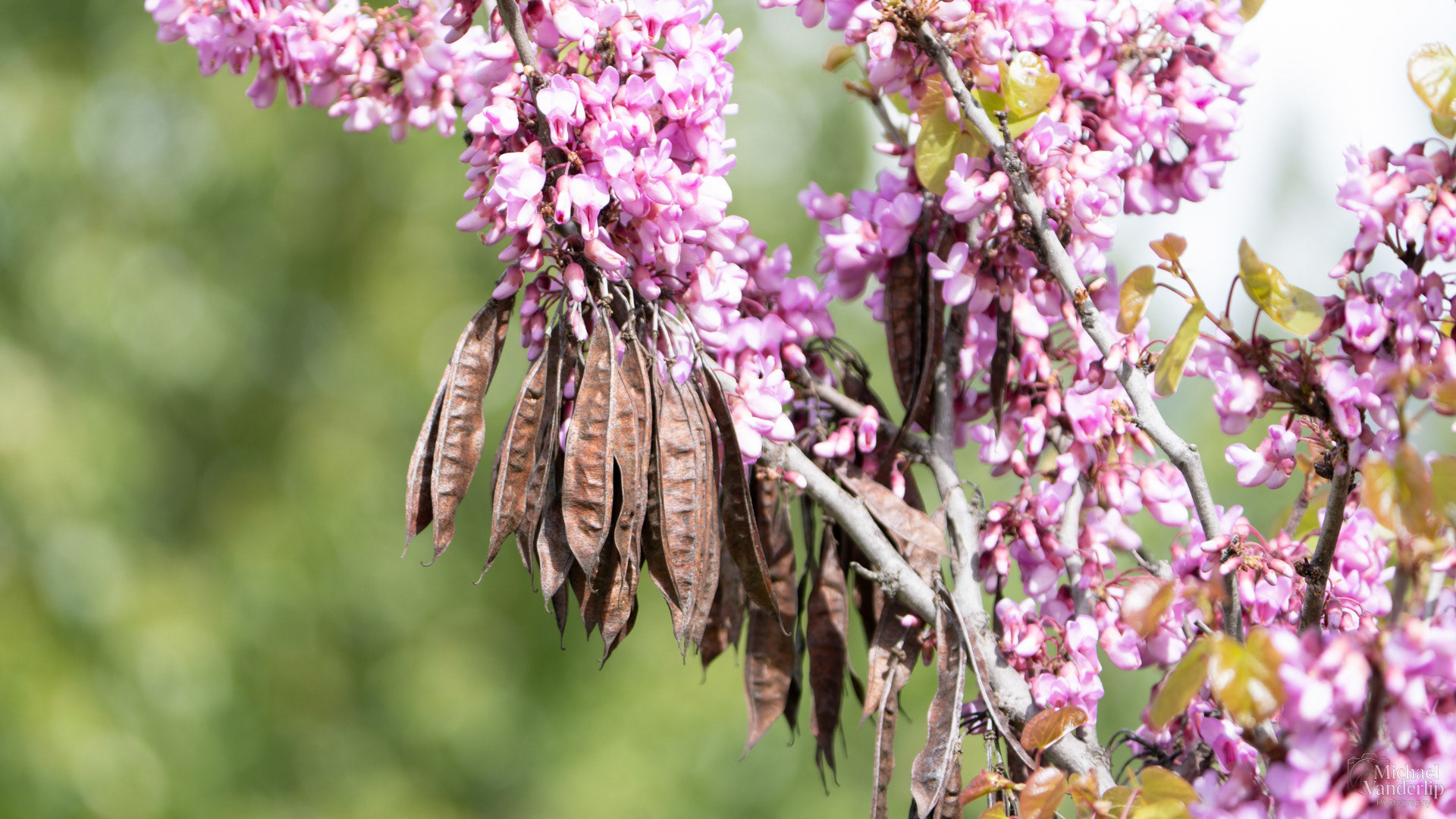 Eastern Redbud along the Bear Creek Greenway near Talent, Oregon.