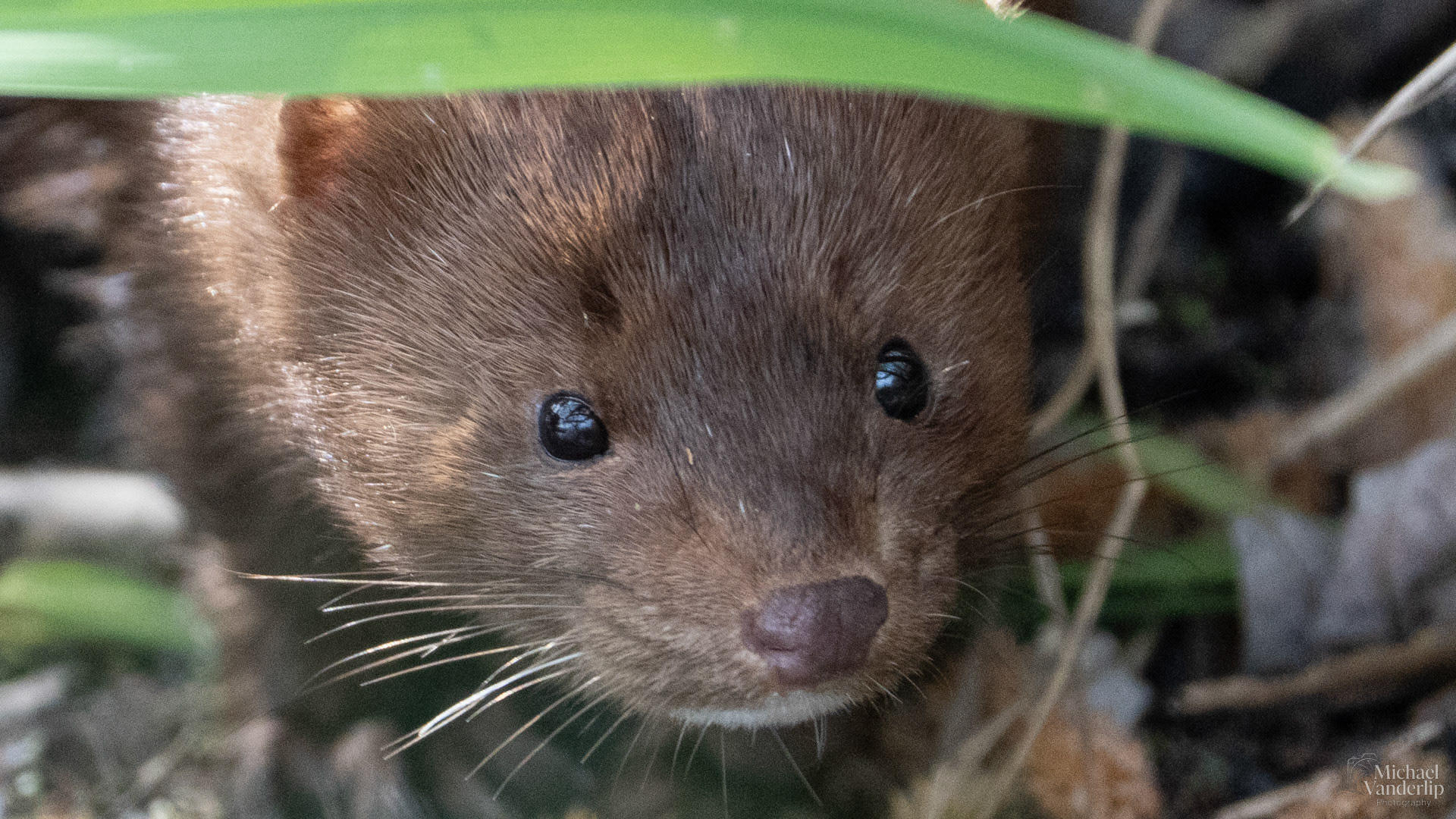 American Mink along the Bear Creek Greenway near Talent, Oregon.