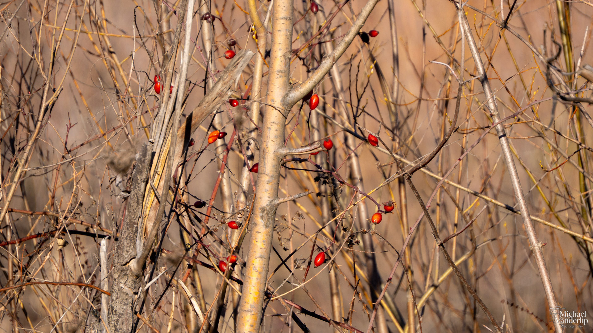 Rose Hip along the Bear Creek Greenway near Talent, Oregon.