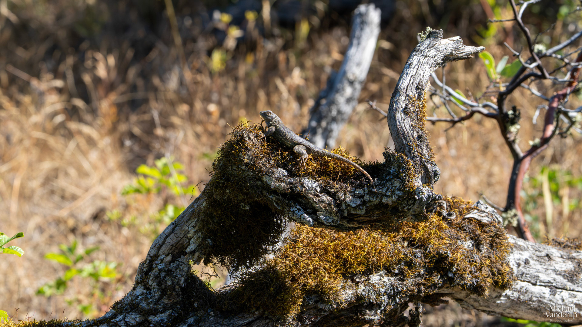 Western Fence Lizard along the Upper Table Rock Trail, Central Point, Oregon.